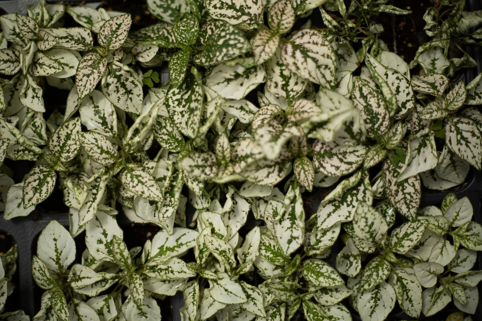 Hypoestes phyllostachya - Polka dot plant