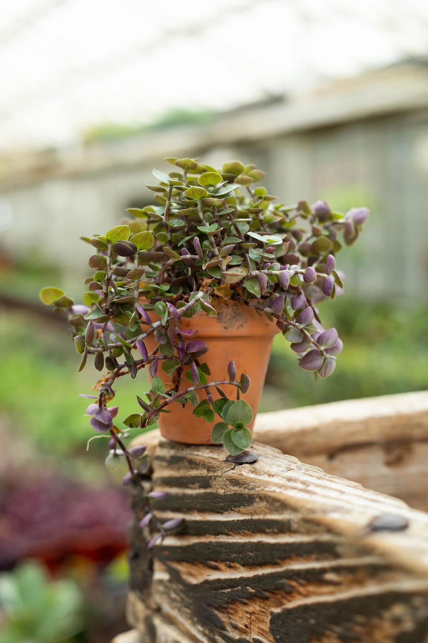 Callisia repens — Turtle Vine