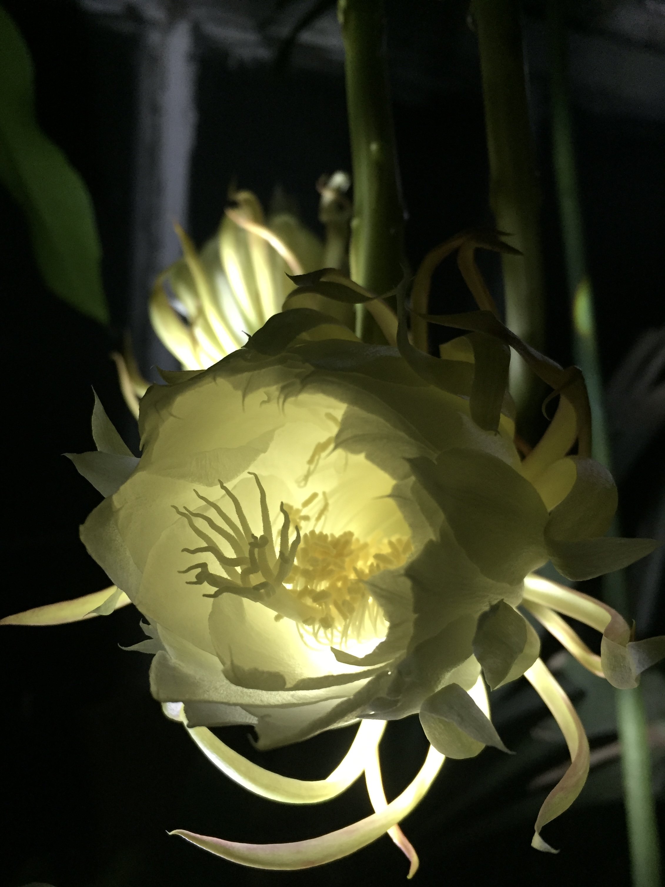 Epiphyllum sp. - Queen of the night