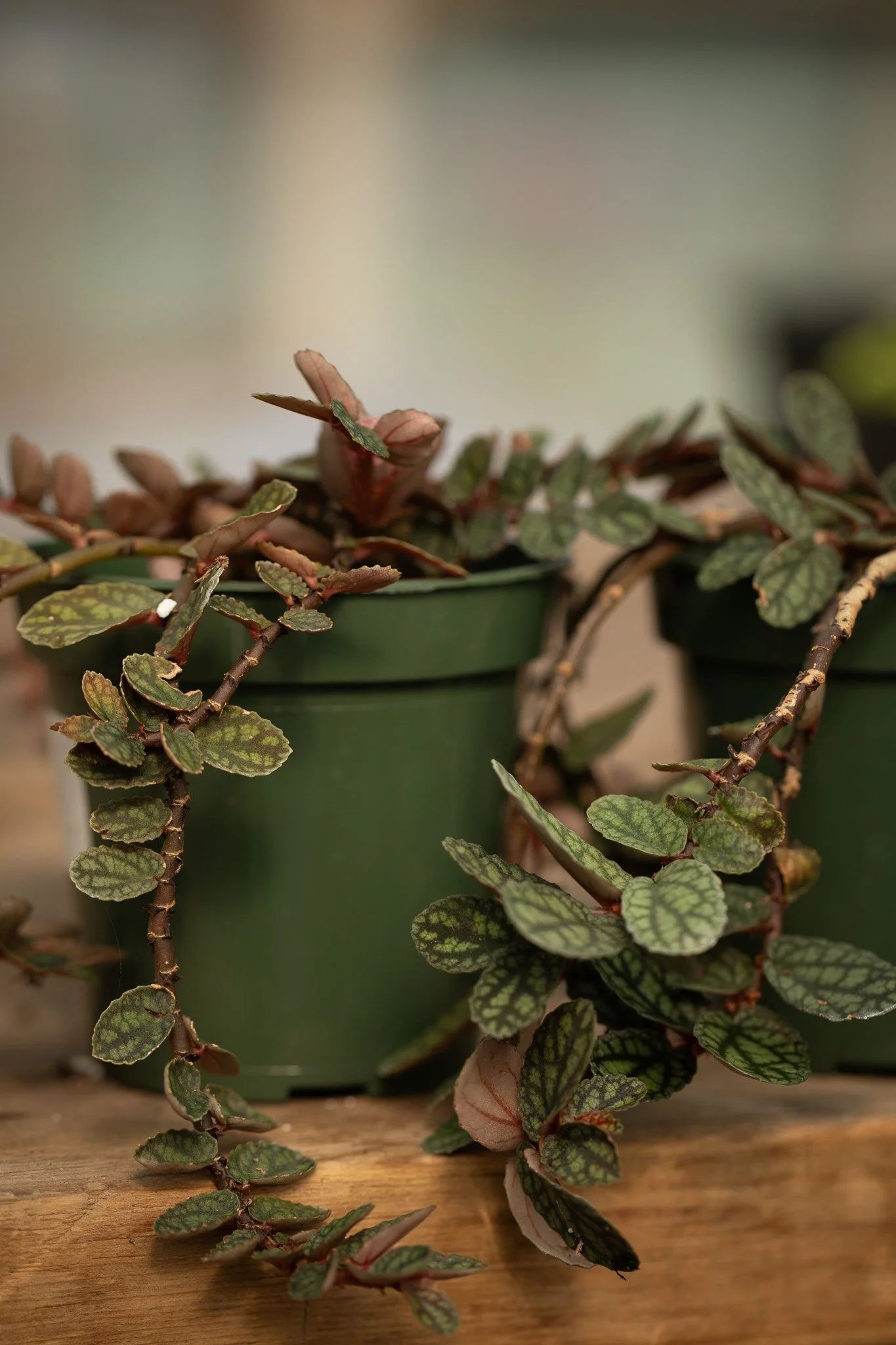 Procris repens - watermelon vine