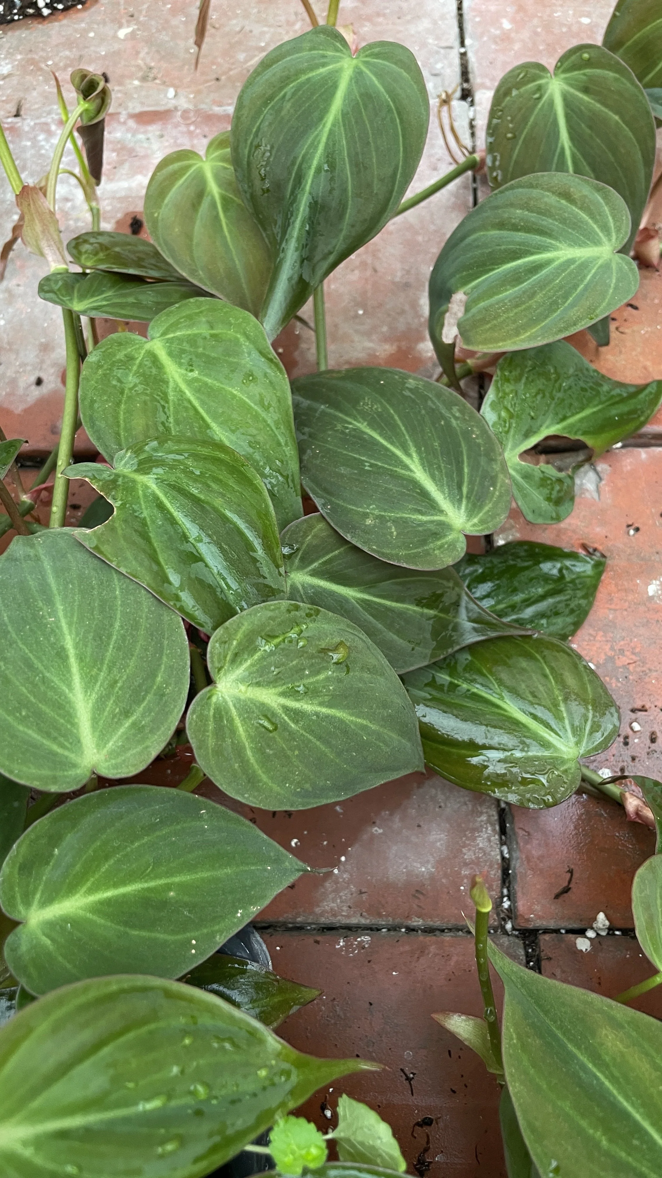 Philodendron micans 
