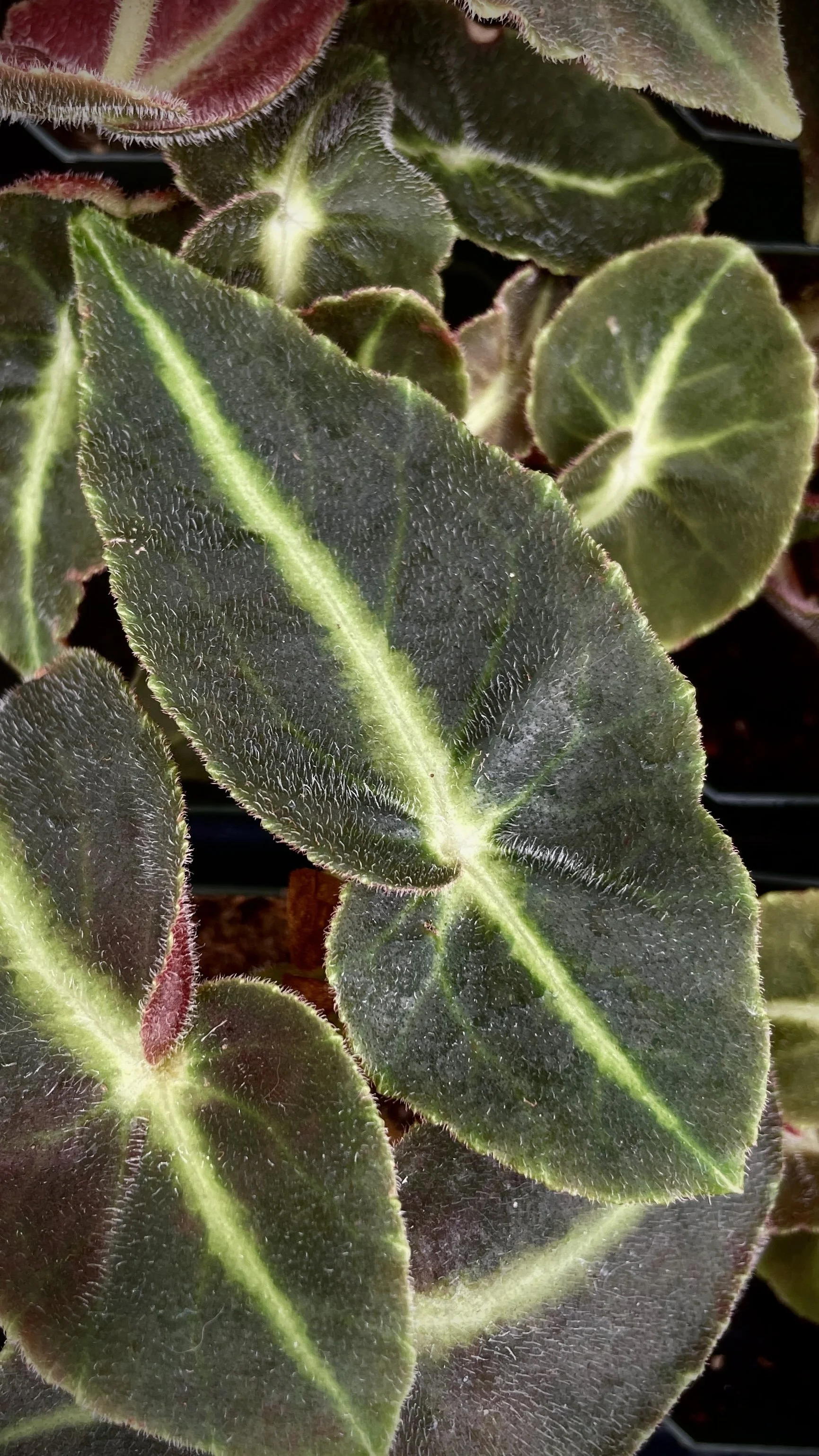 Begonia listada - Striped Begonia