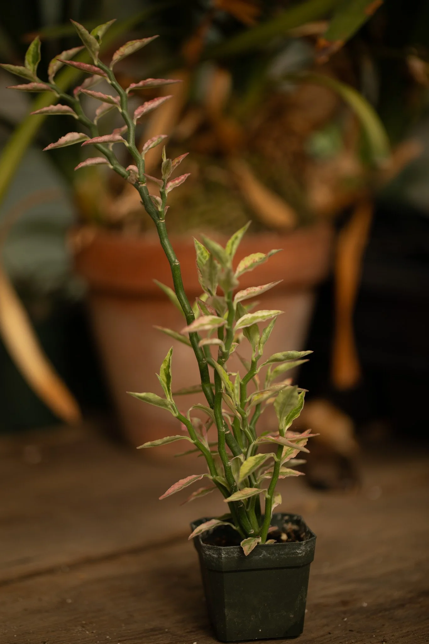 113A5024.jpg