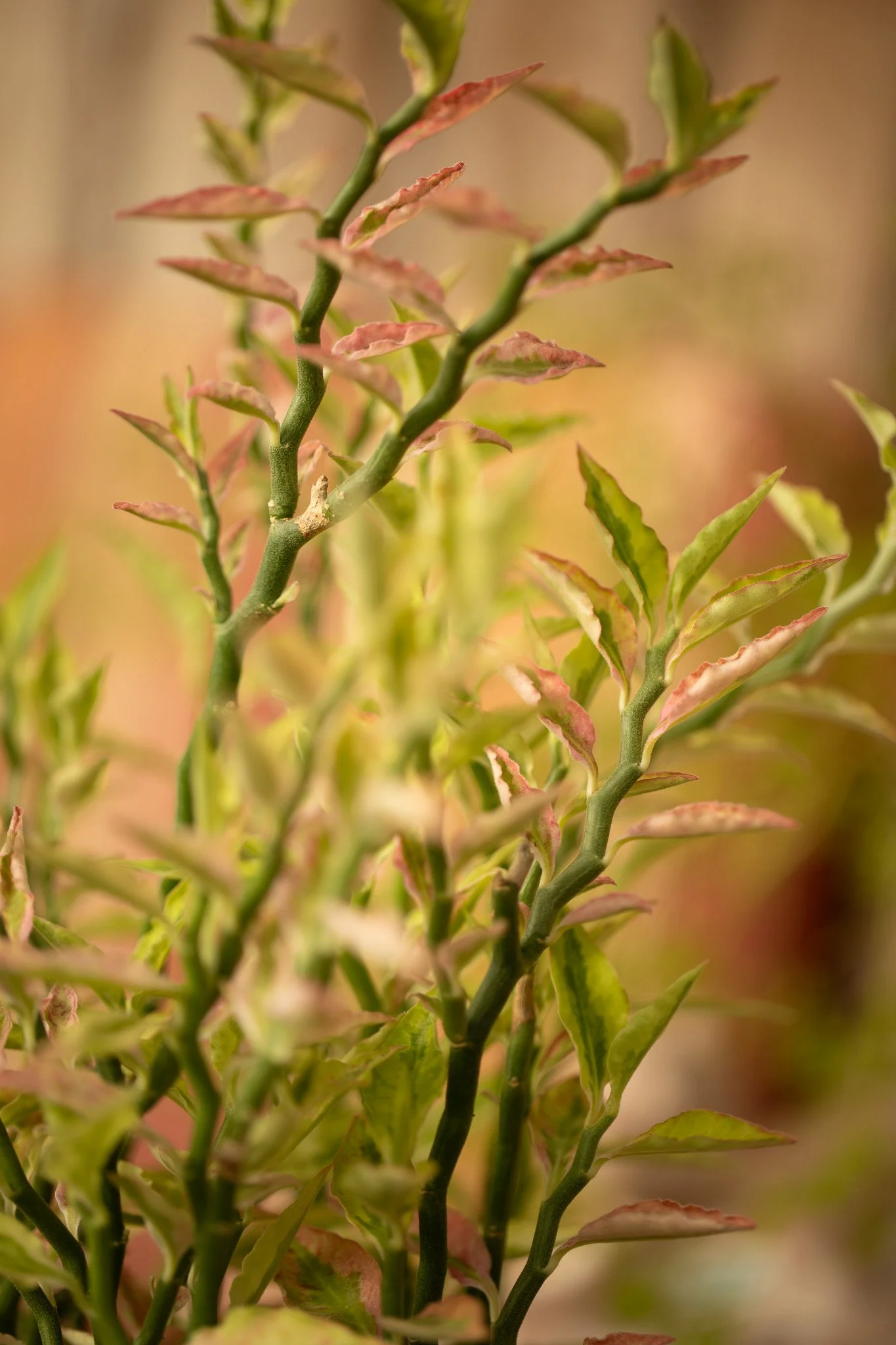 Devil’s backbone: Euphorbia tithymaloides 