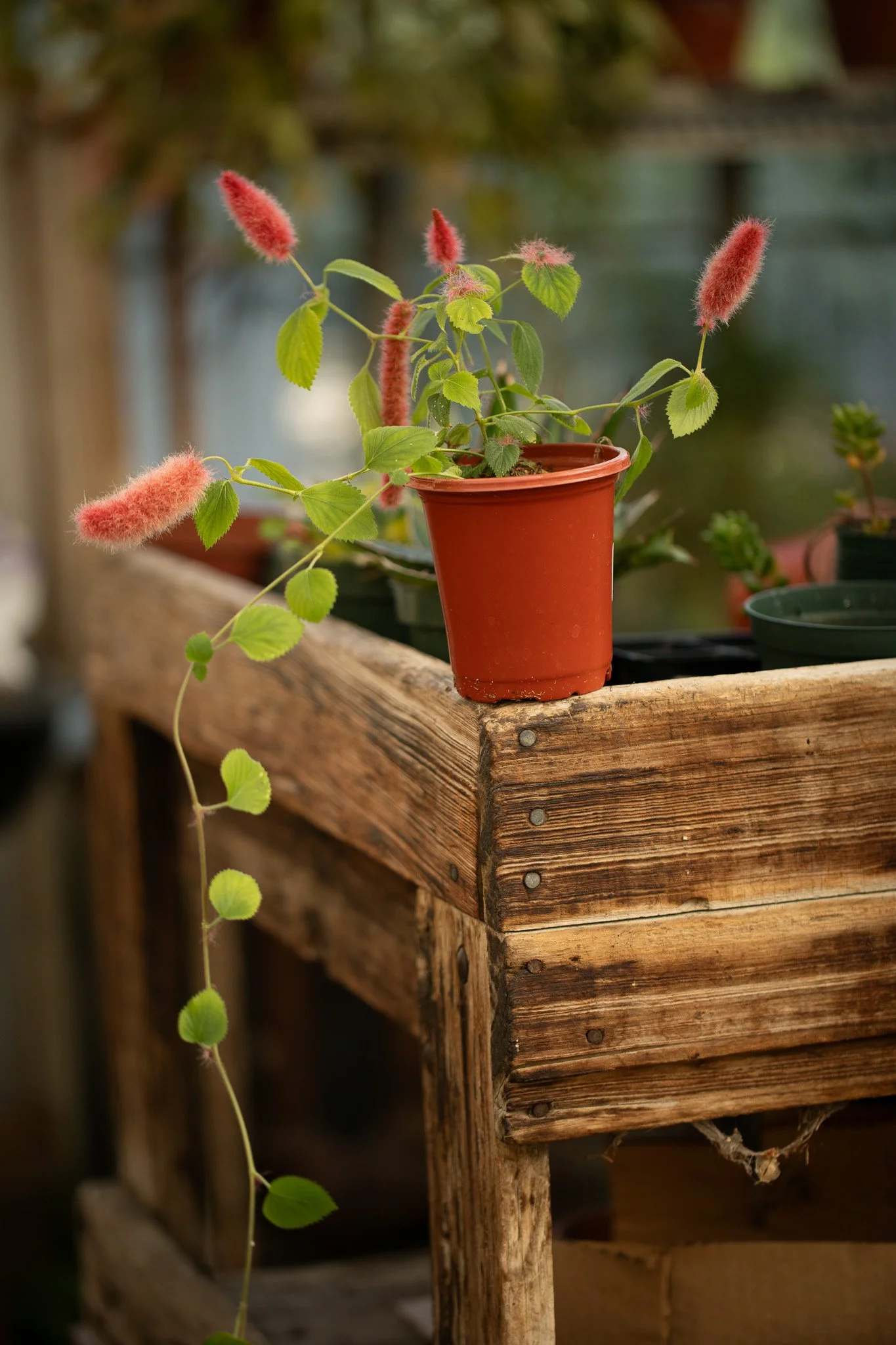 Acalypha hispida — Chenille Plant