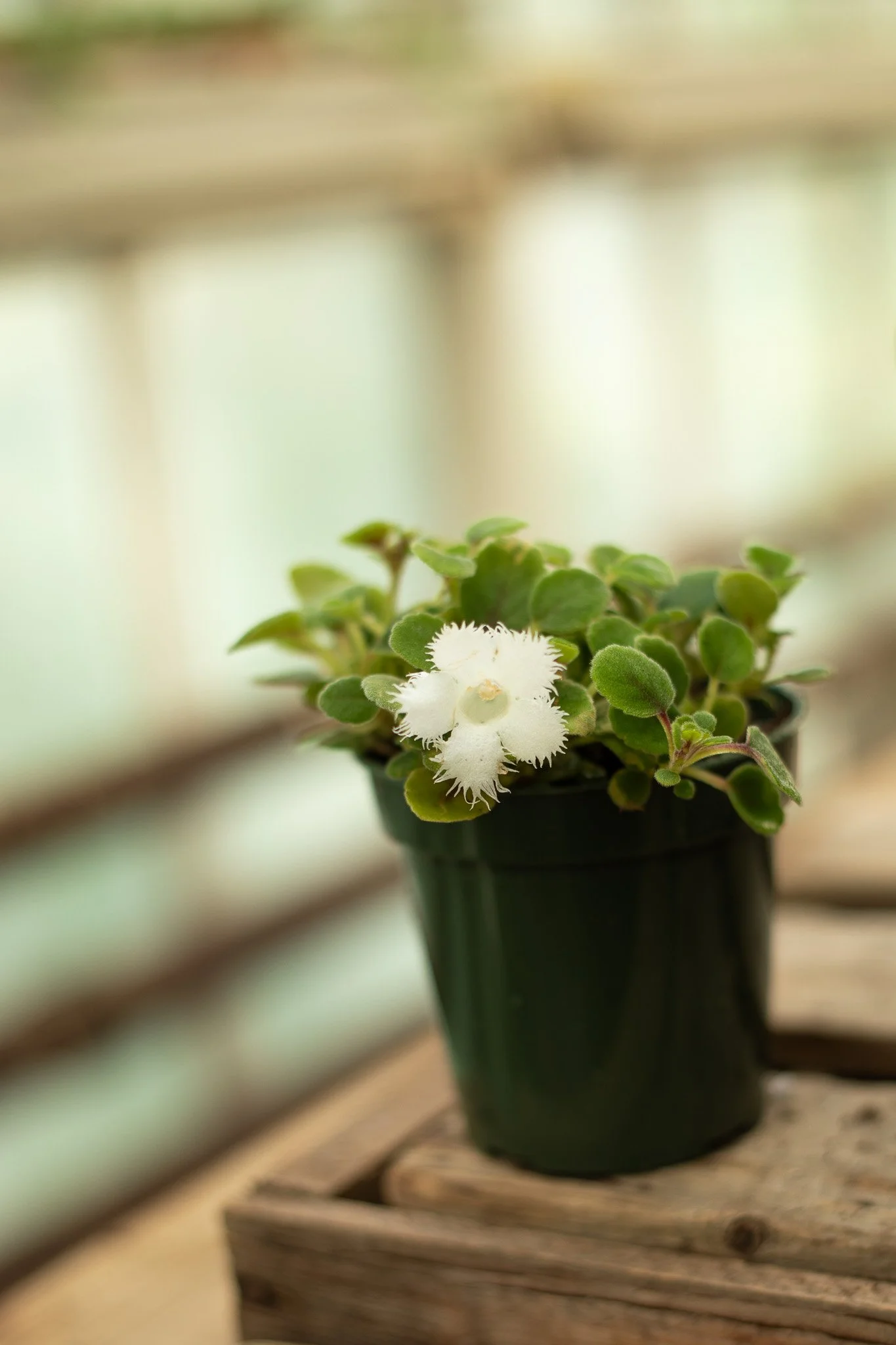 Alsobia dianthiflora - Lace Flower