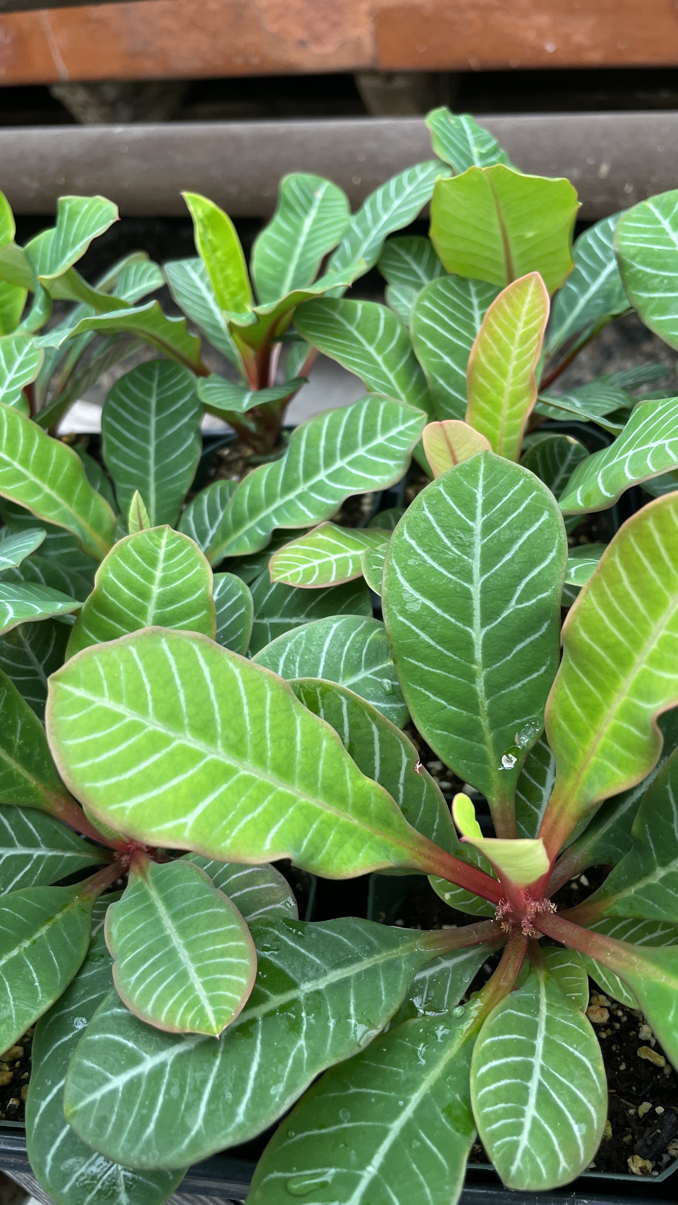 Euphorbia leuconeura - Madagascar Jewel