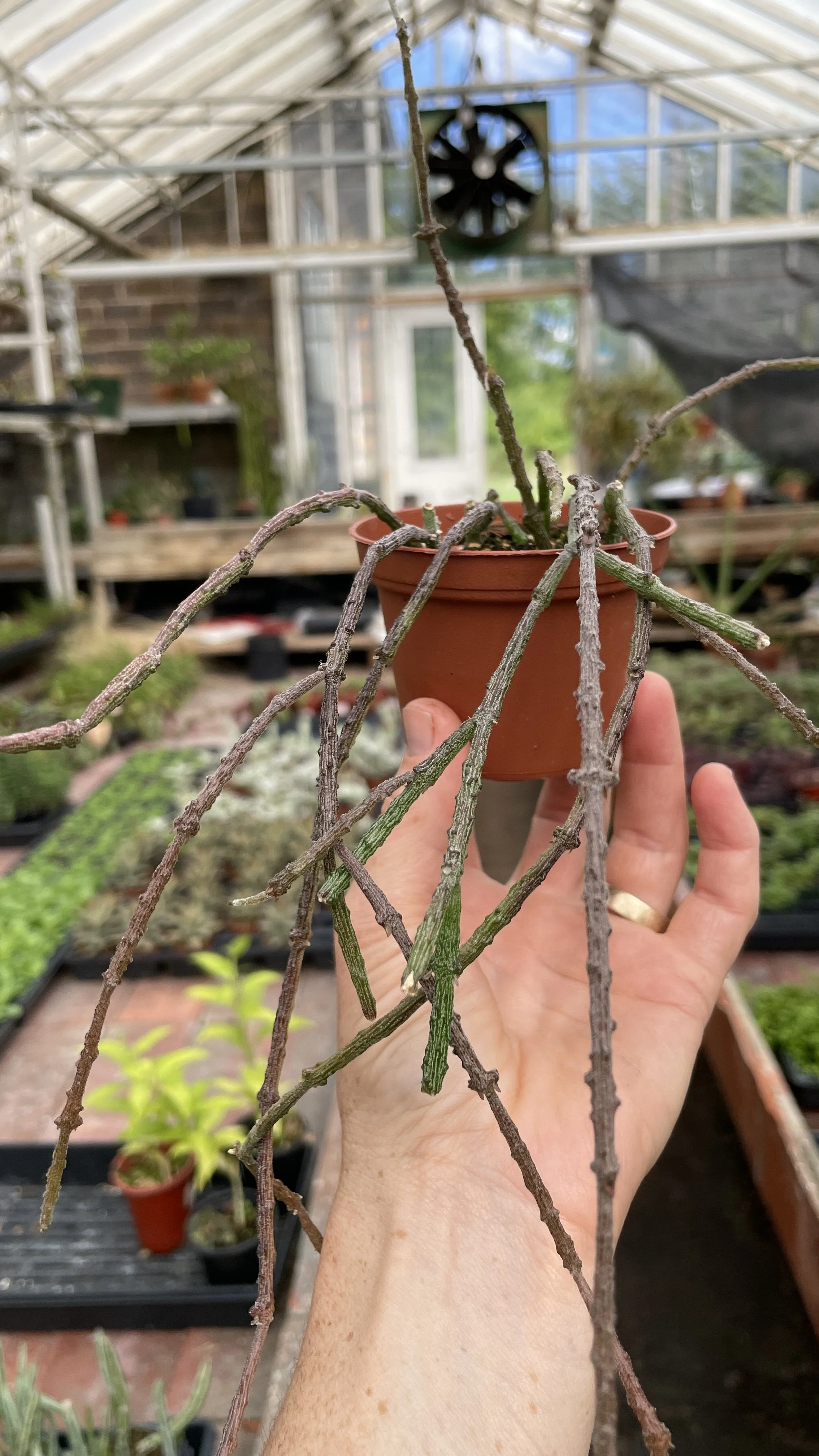 Cynanchum Marnierianum - Bundle of Sticks