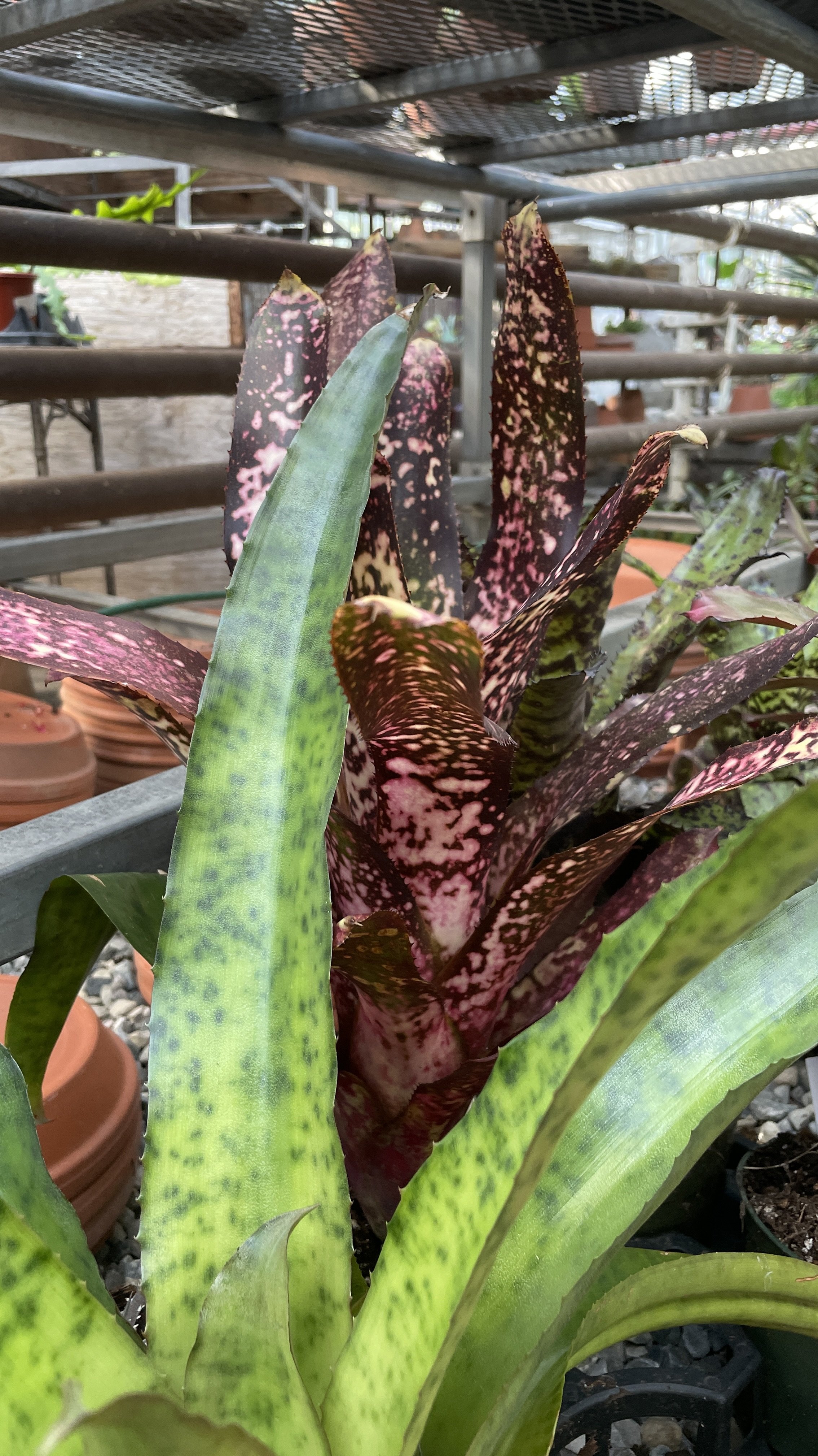 Bromeliads