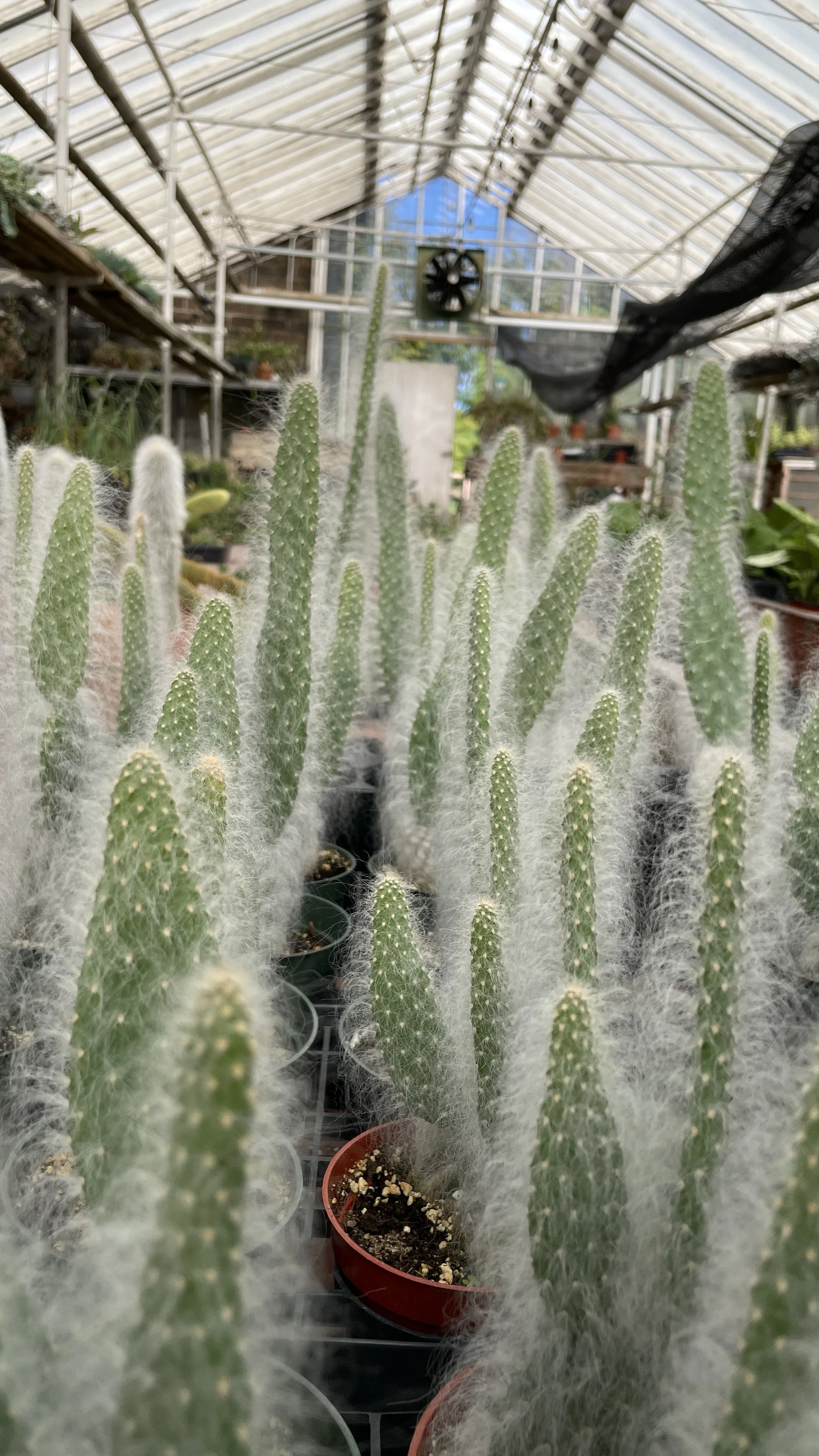 Opuntia Polyacantha: Snow White Prickly Pear Cactus