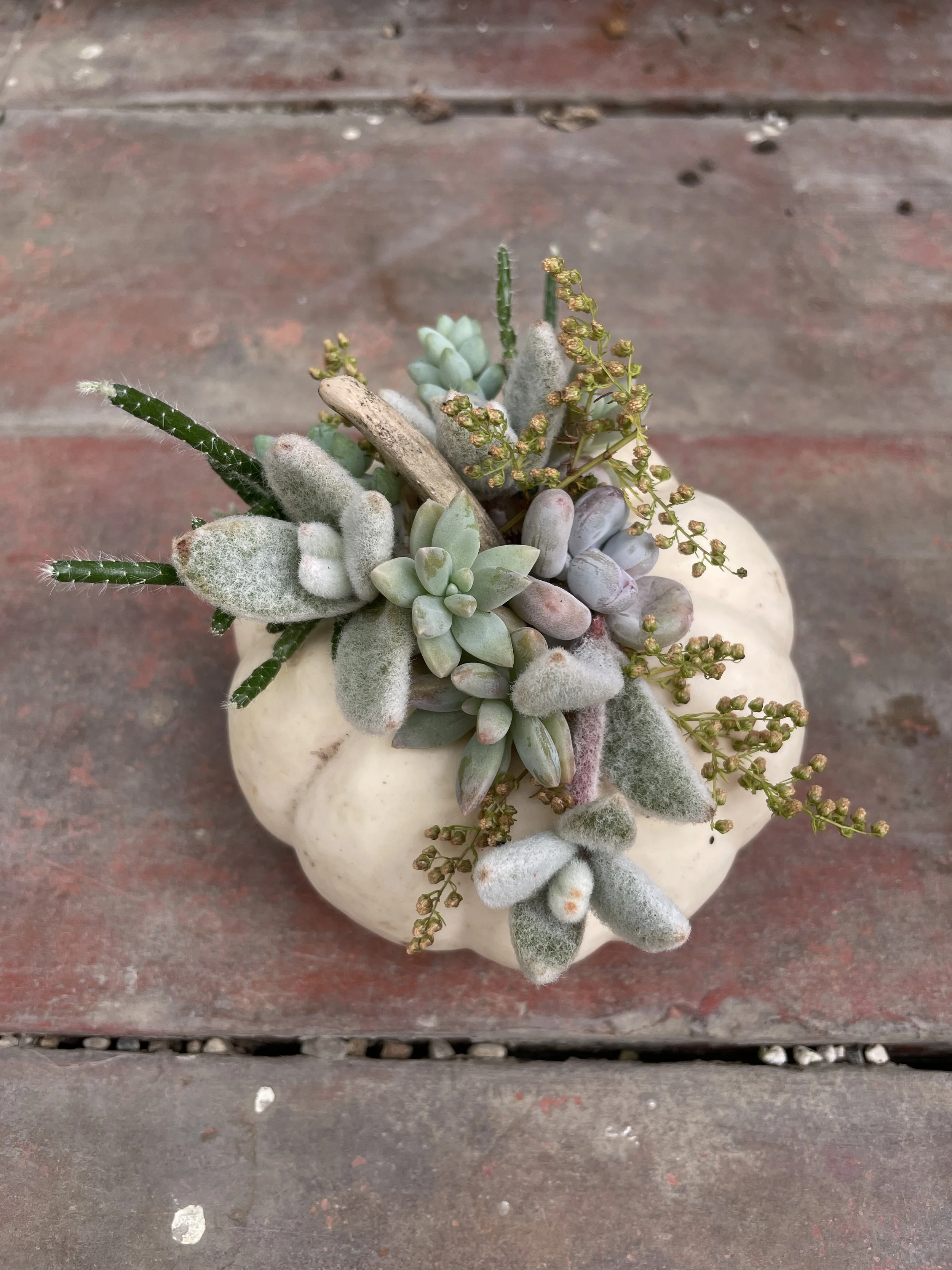 Succulent Pumpkins