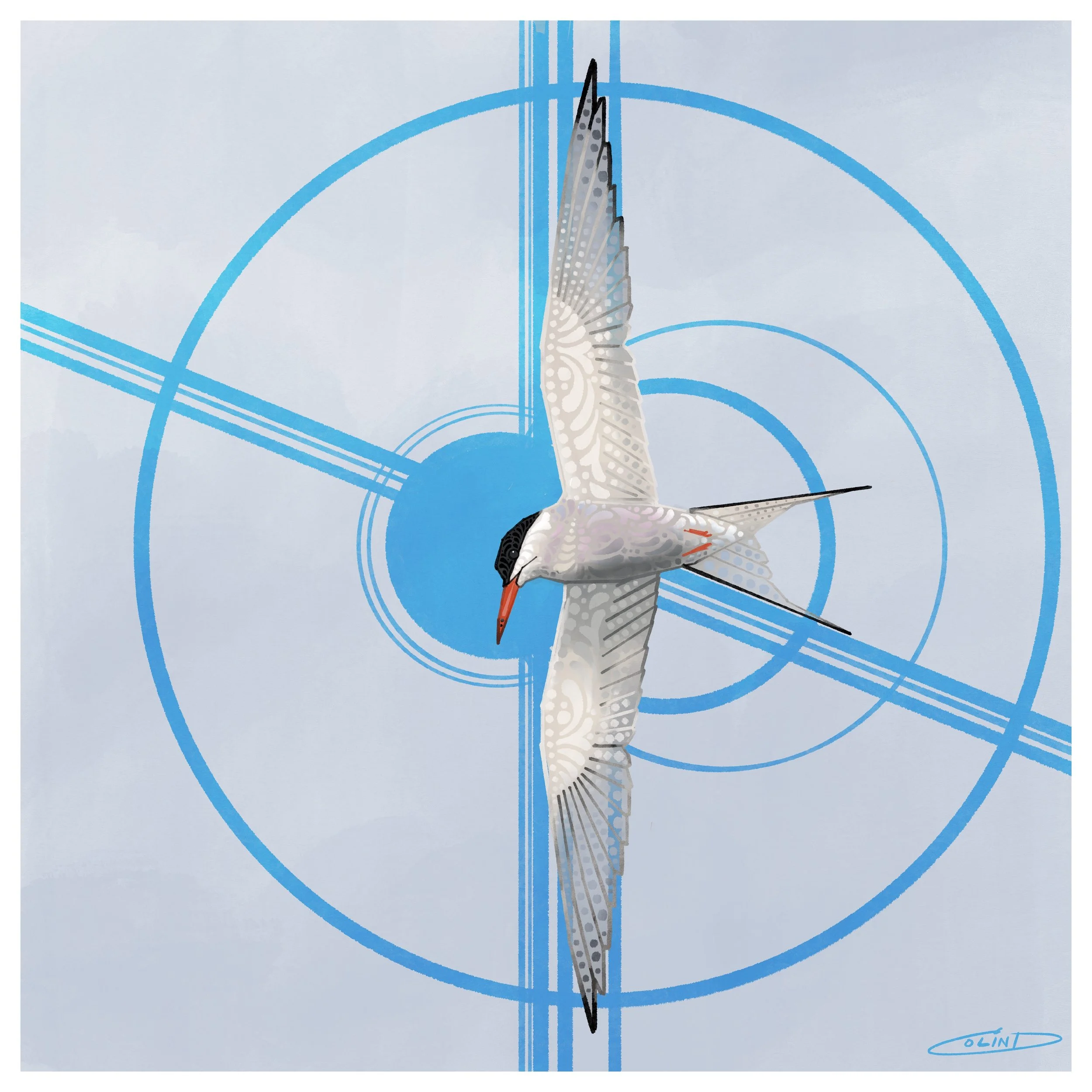 XVII Arctic Tern