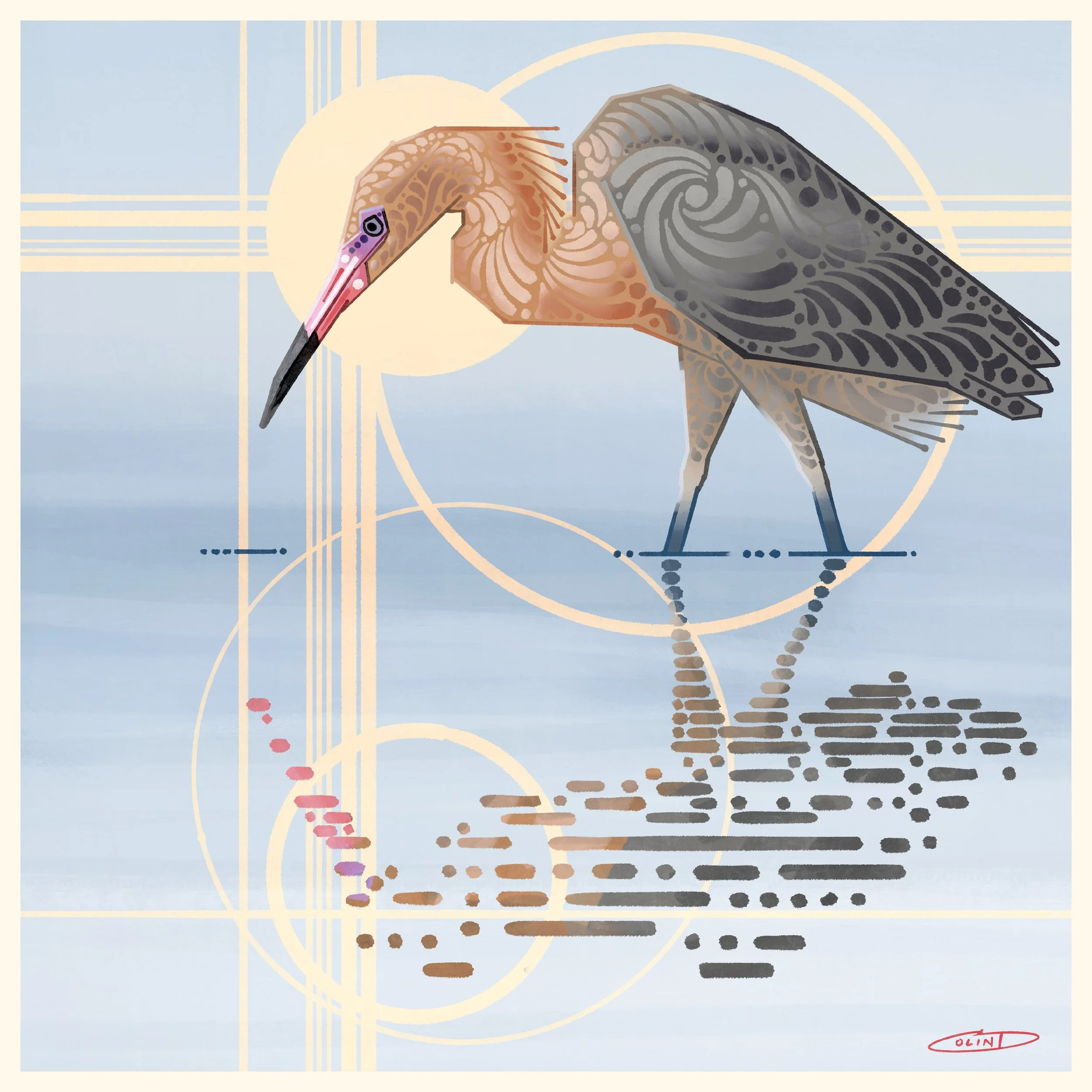 XIV Reddish Egret