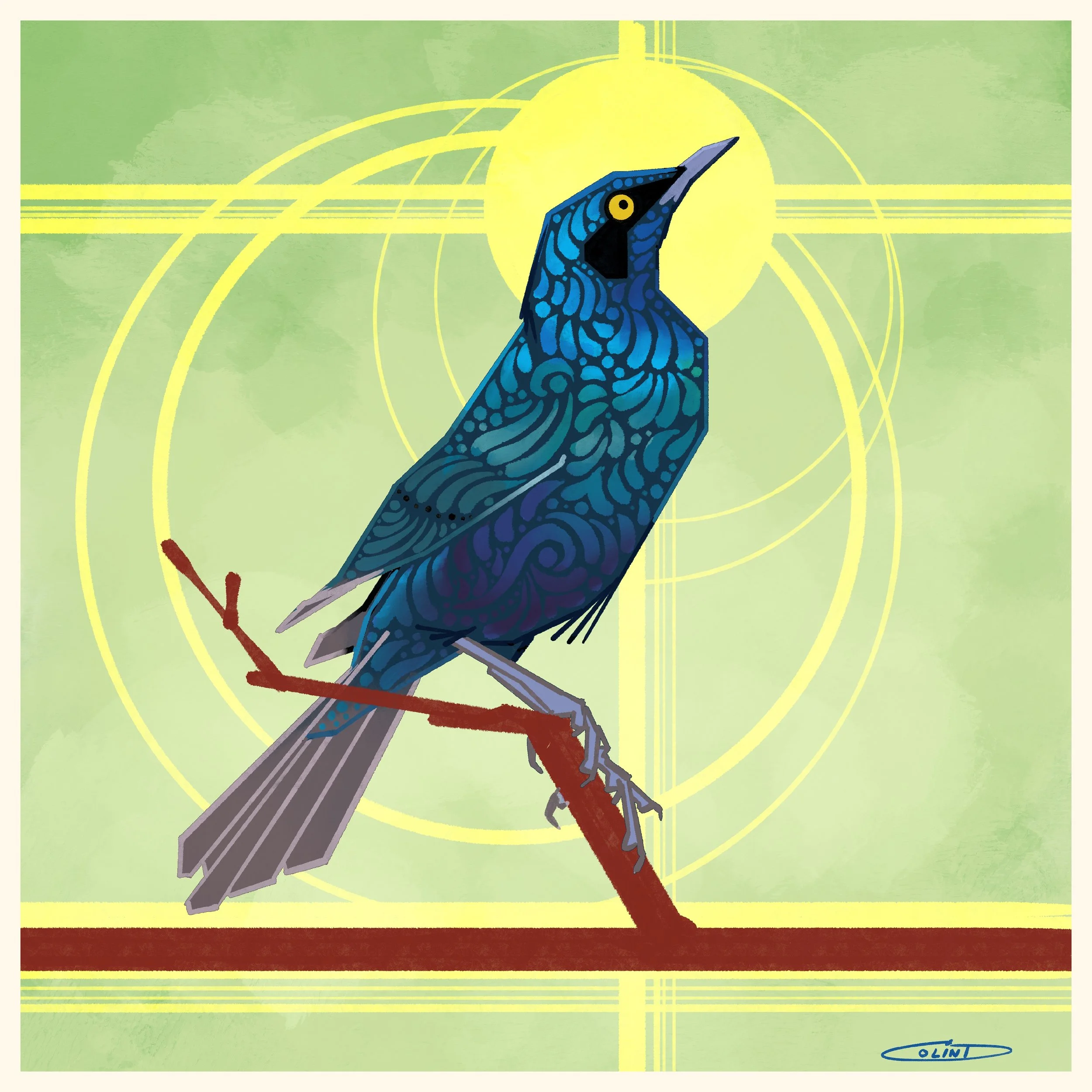 IX Greater Blue-eared Starling