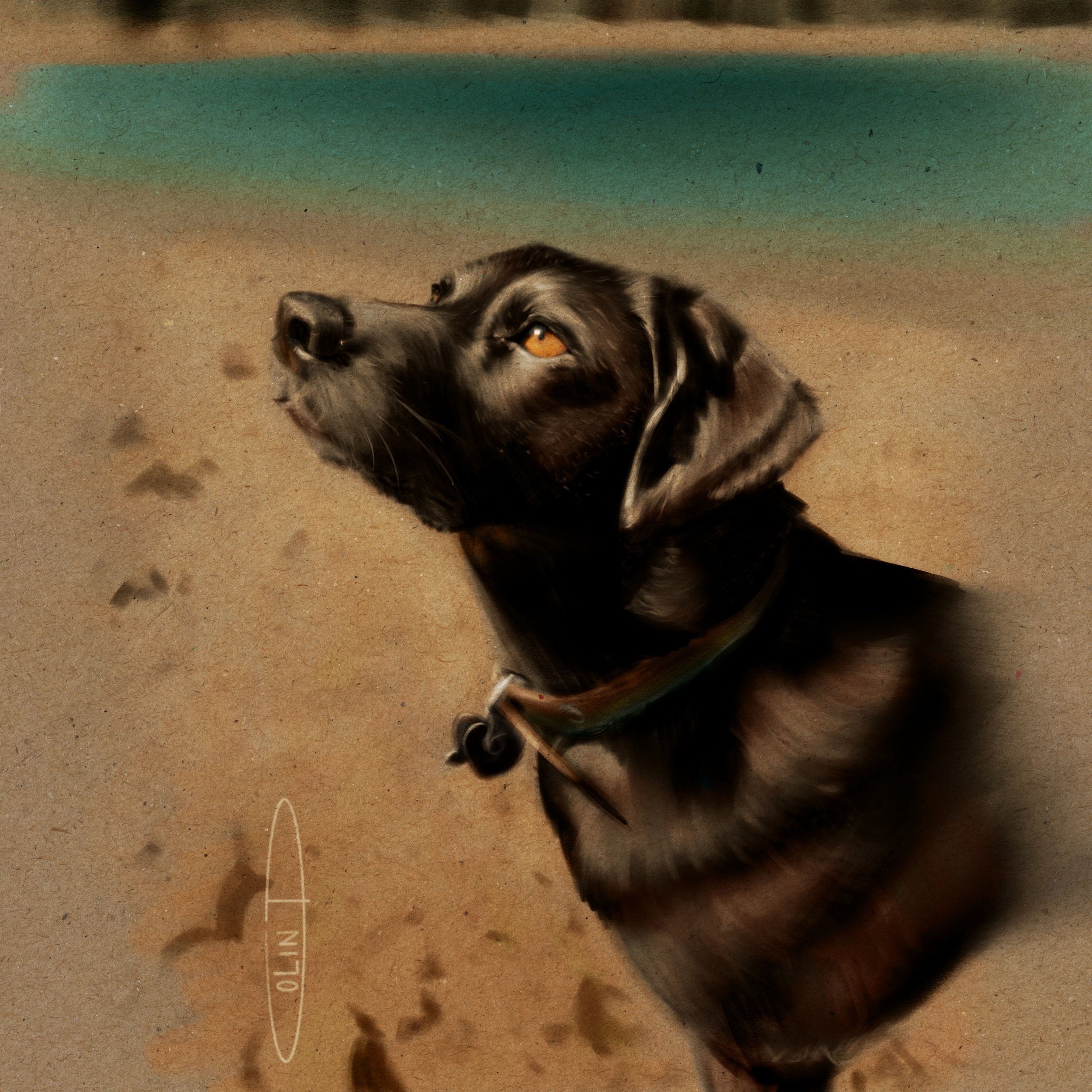 Pet Portraits