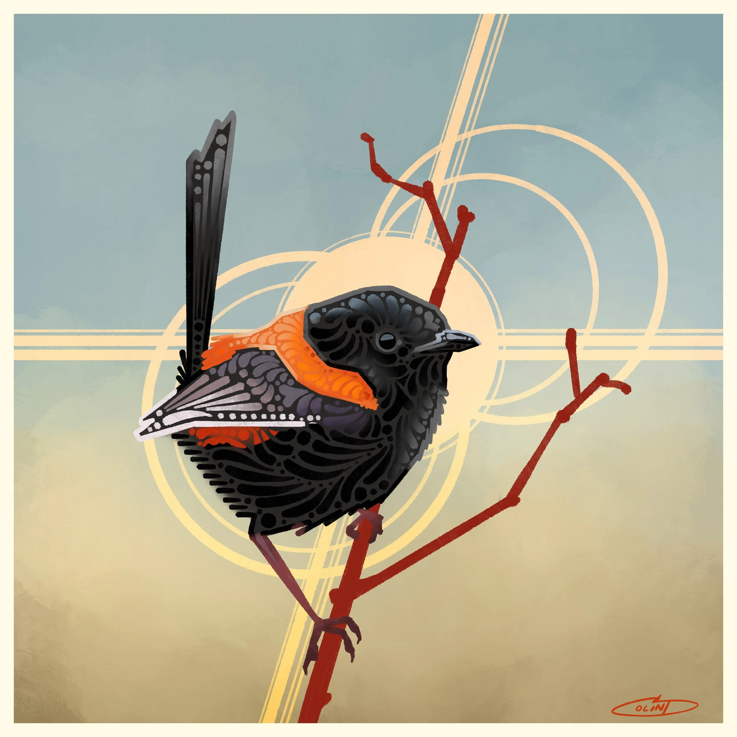 XIX Red-backed Fairywren