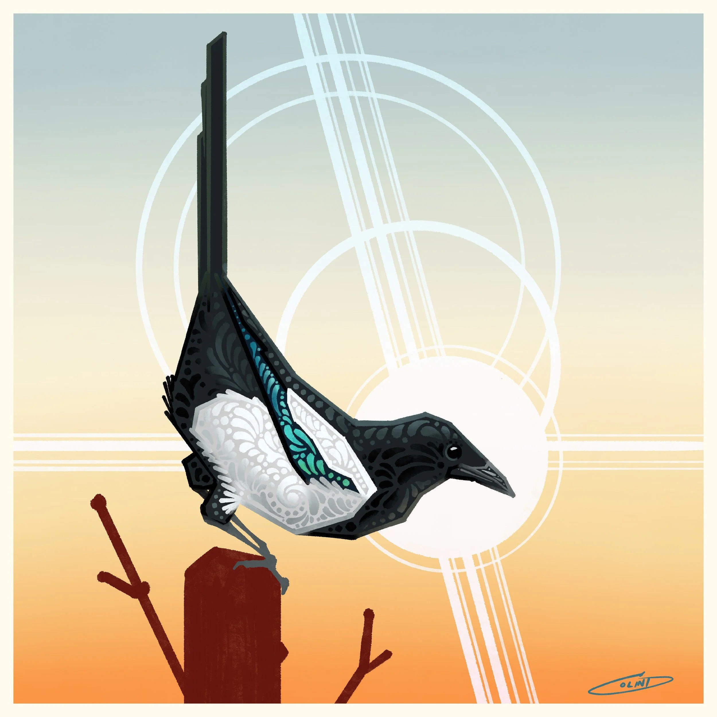 XV Black-billed Magpie