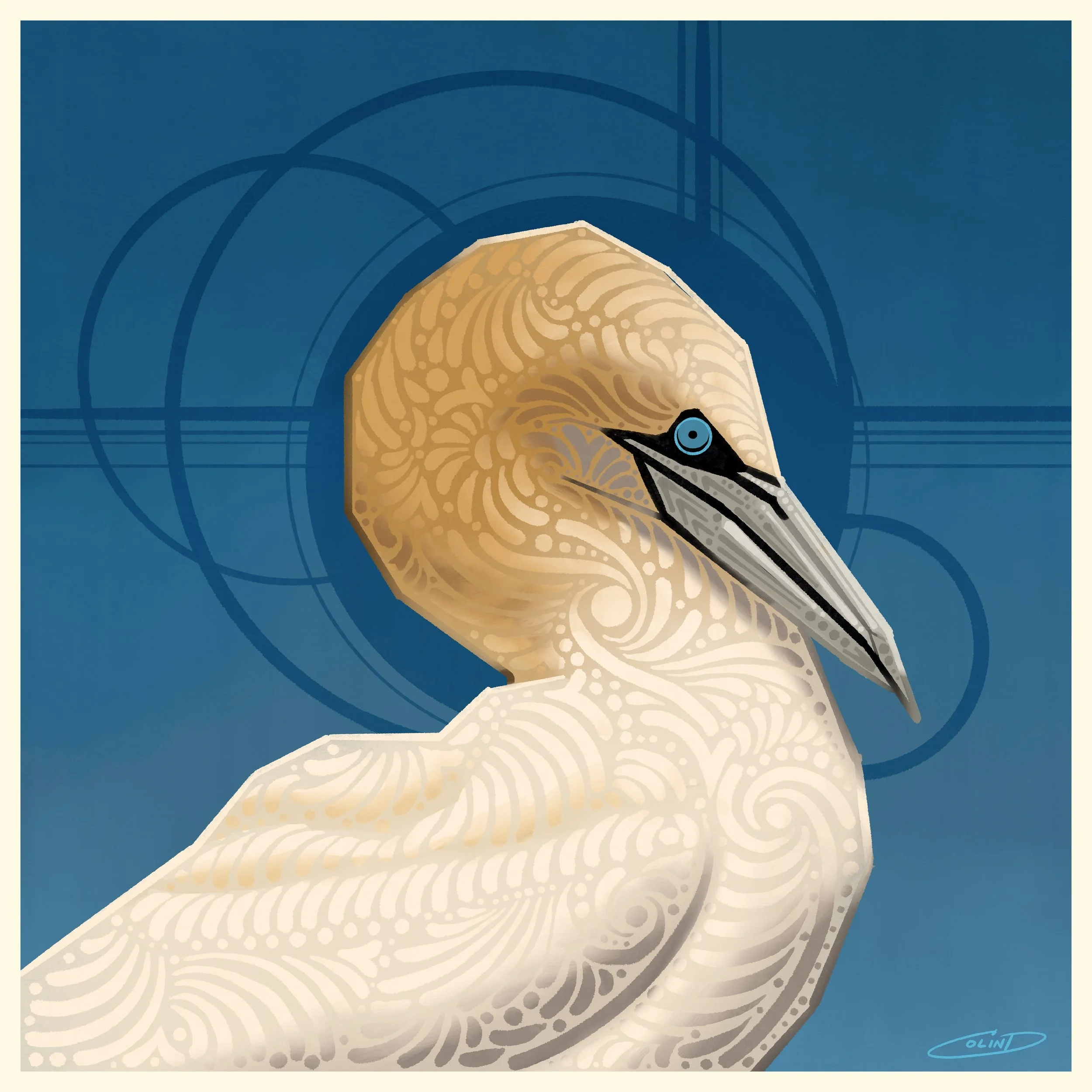 XVIII Northern Gannet