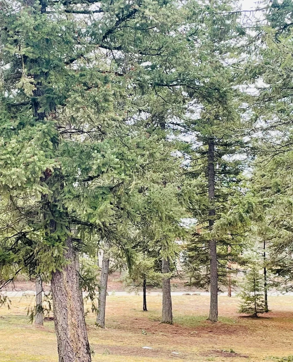 Photos — Spirit Lake East Homeowners Association