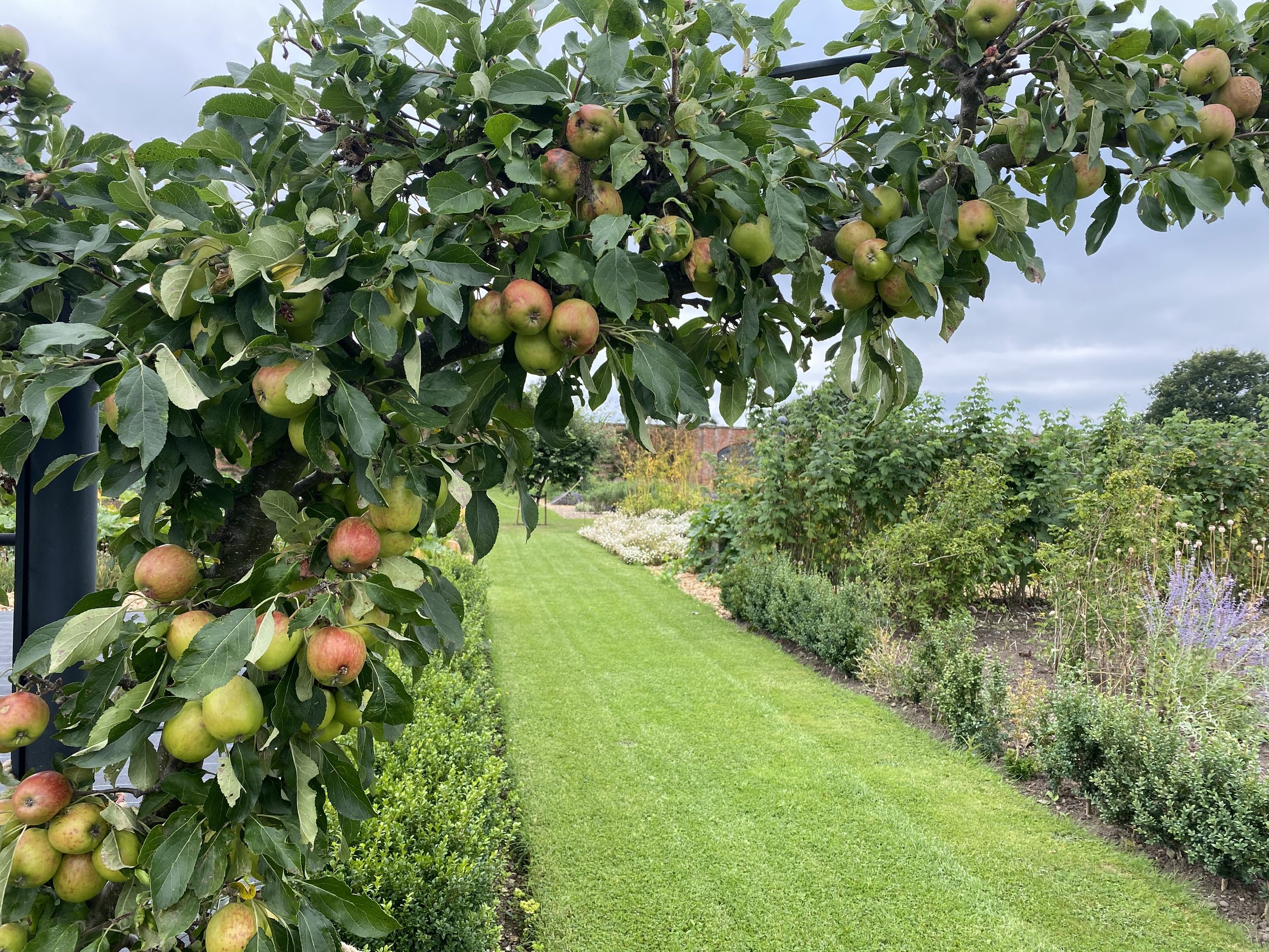 Attingham Park orchard view.jpeg
