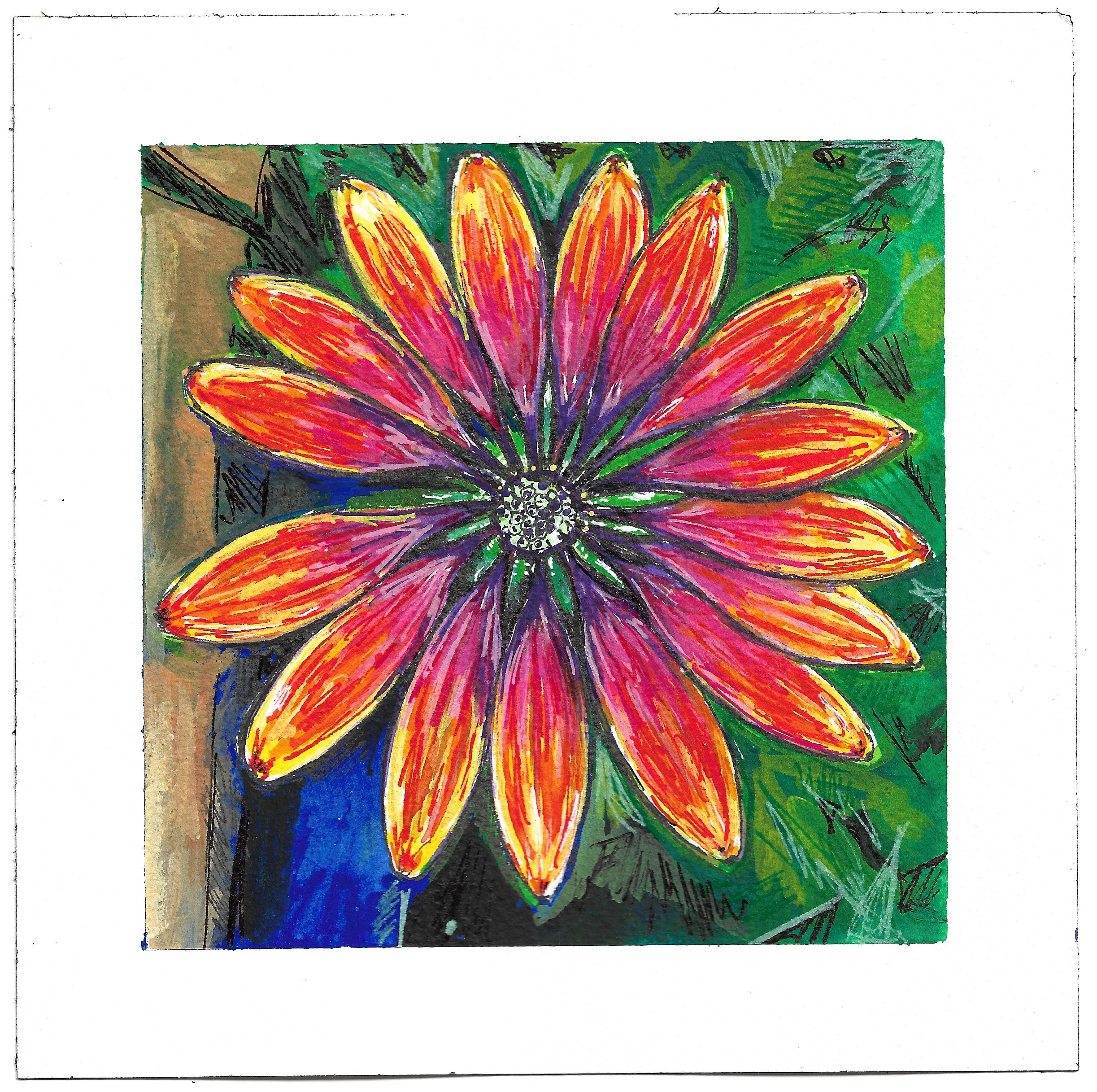 African Daisy.jpeg