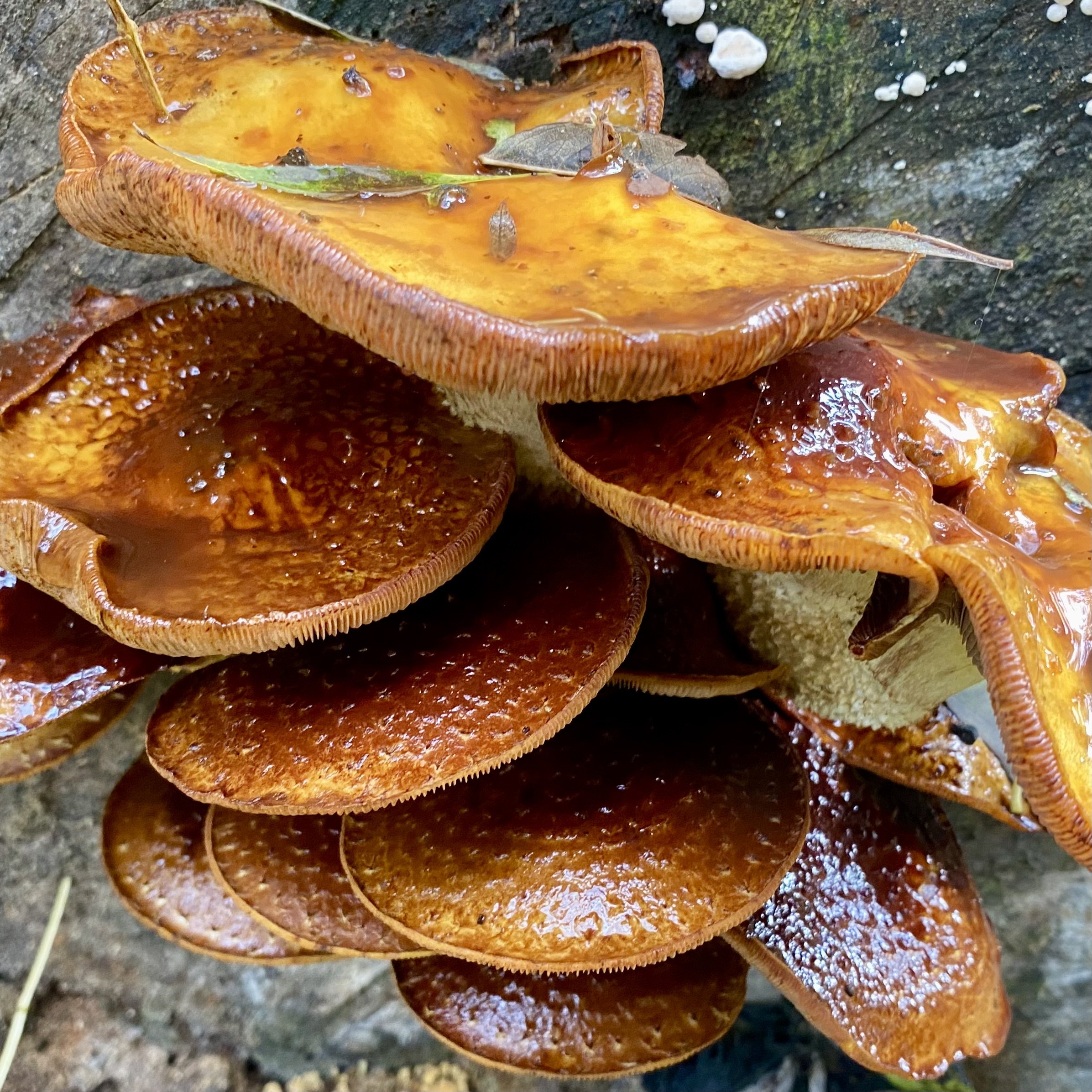 Attingham park fungi Lucy Caddel.jpeg