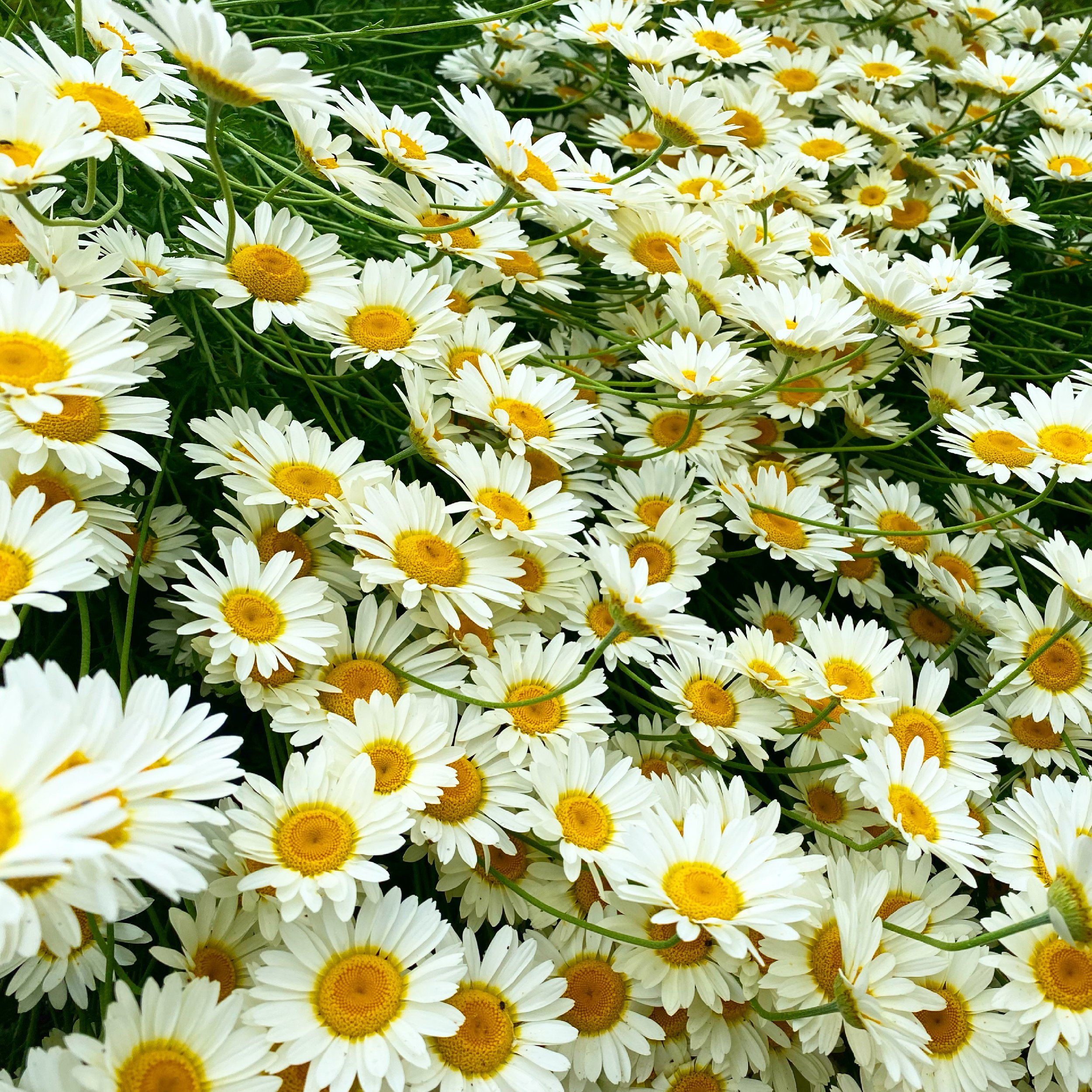 Attingham park walled garden daisies Lucy Caddel.jpeg