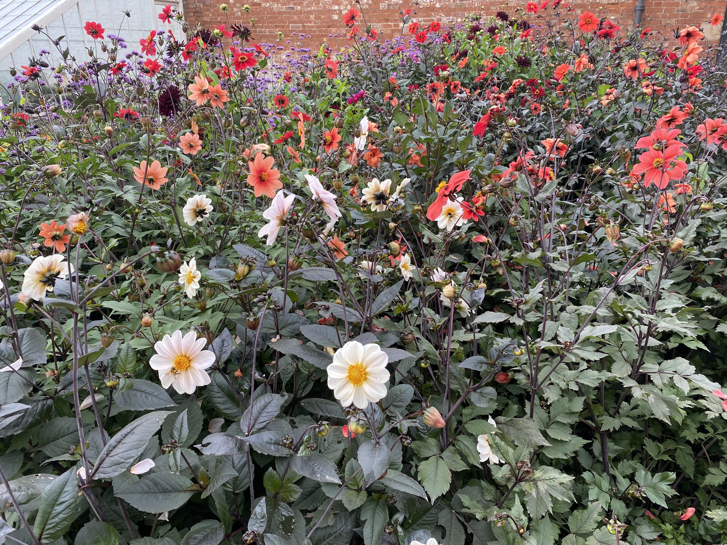 Attingham park walled garden Lucy Caddel.jpeg