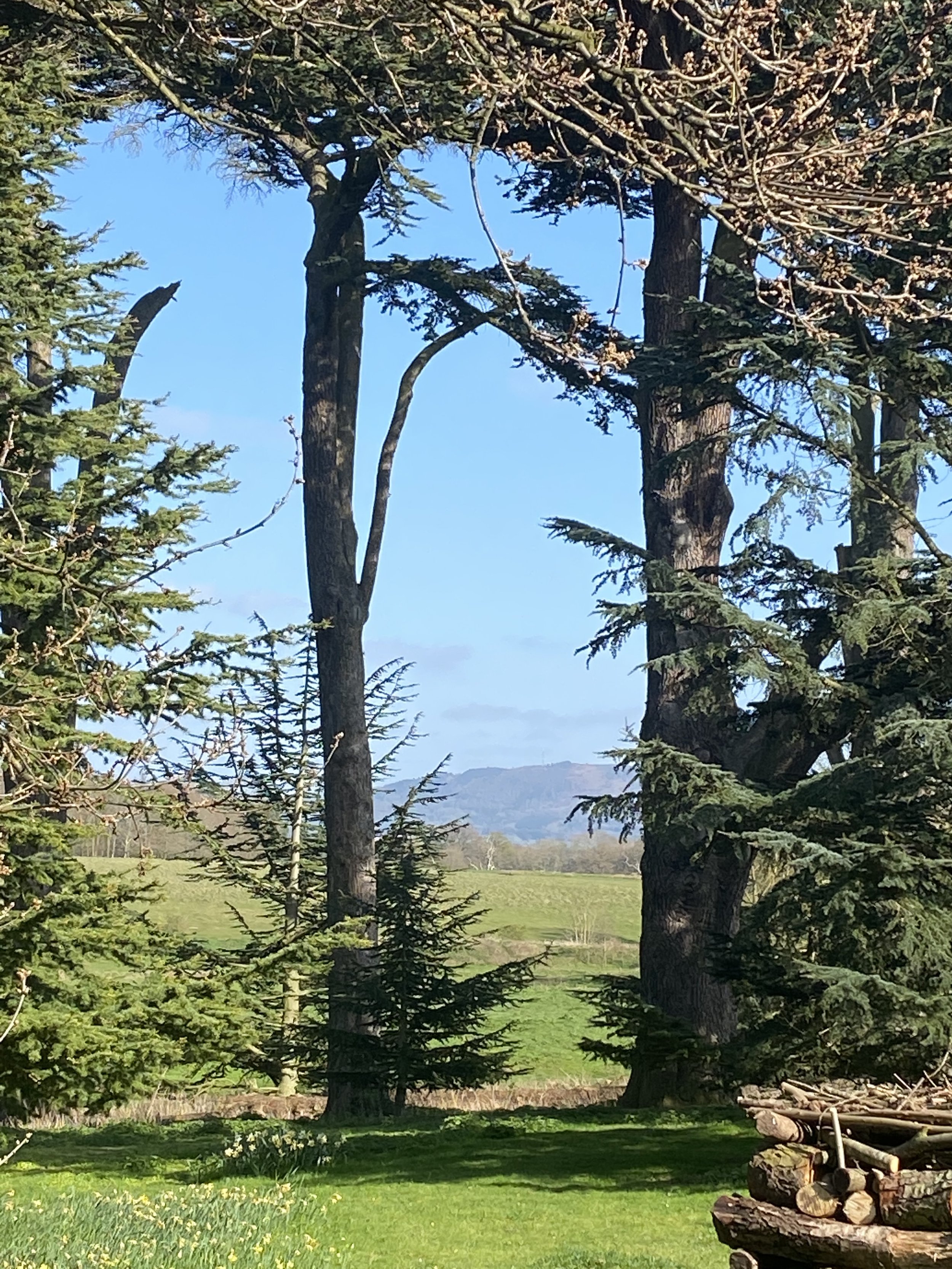 Attingham Park Scots Pines by Lucy Caddel.jpeg