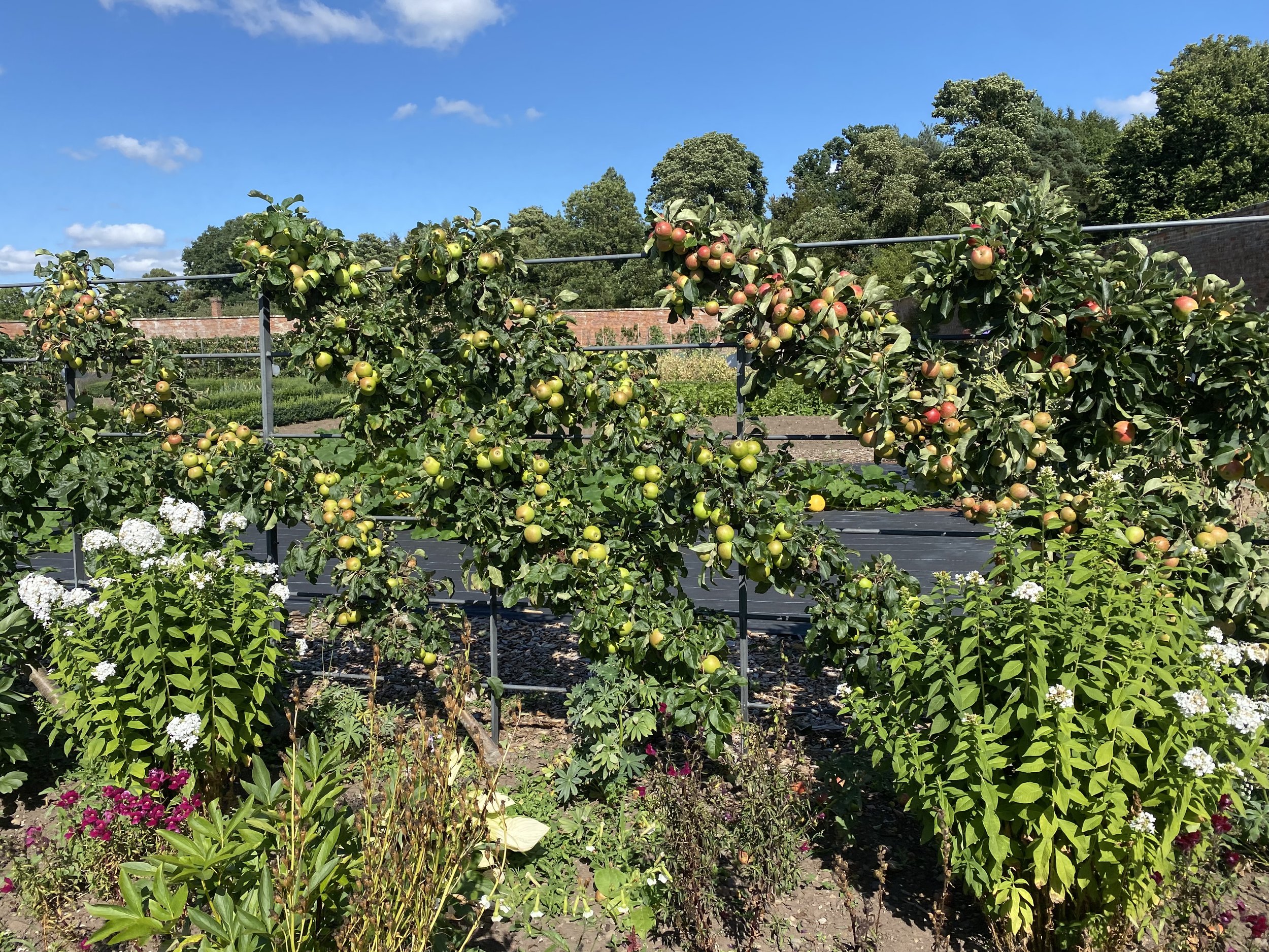 Attingham park walled garden fruits Lucy Caddel.jpeg