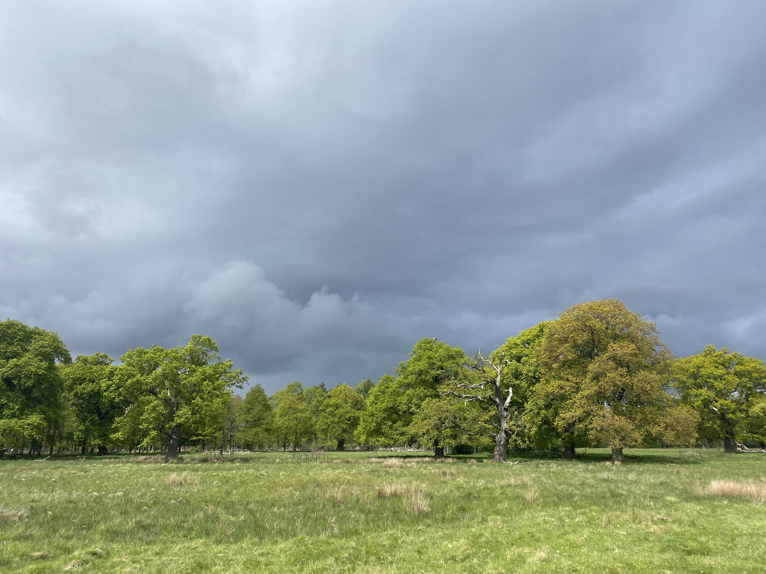 Attingham park parkland Lucy Caddel.jpeg