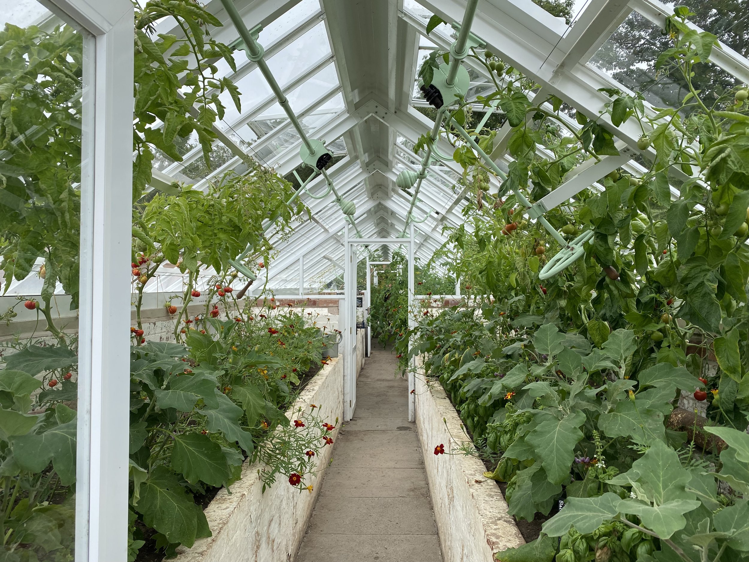 Attingham park walled garden glasshouses Lucy Caddel.jpeg