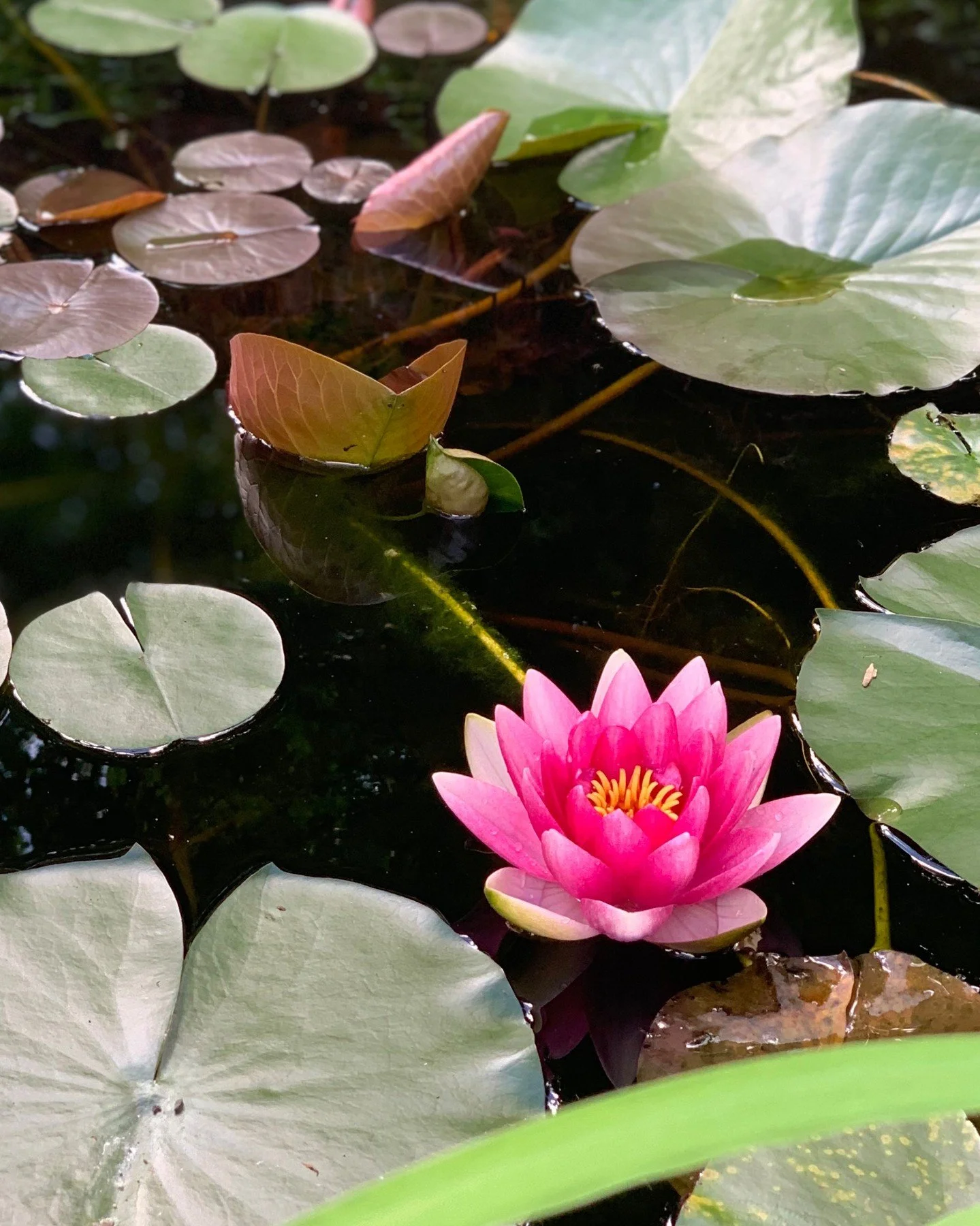 Happy Spring Equinox! 🌱 We made it! The daylight is about to overtake the darkness as we move into spring.

This winter felt like it was 20 months long. It was cold, dark, snowy, icy, and perhaps a little grumpy! 

Before we can officially welcome t