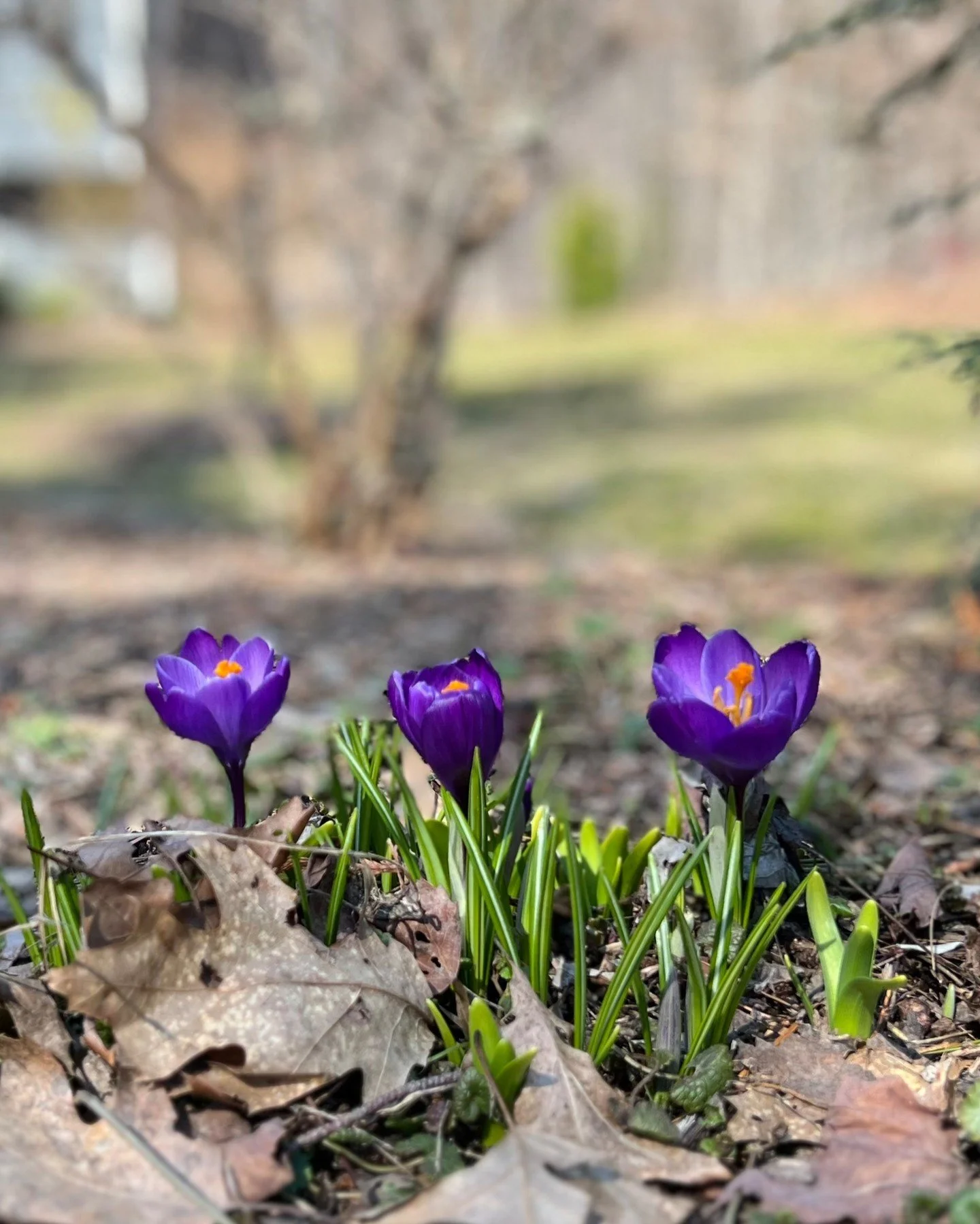 Happy Earth Day! 🌎 

"It was a long winter." We've all said it this year. That's what's making spring feel so sweet. The warmer air, thunderstorms, open windows, and firing up the grill. Though these past couple of days are making us all a