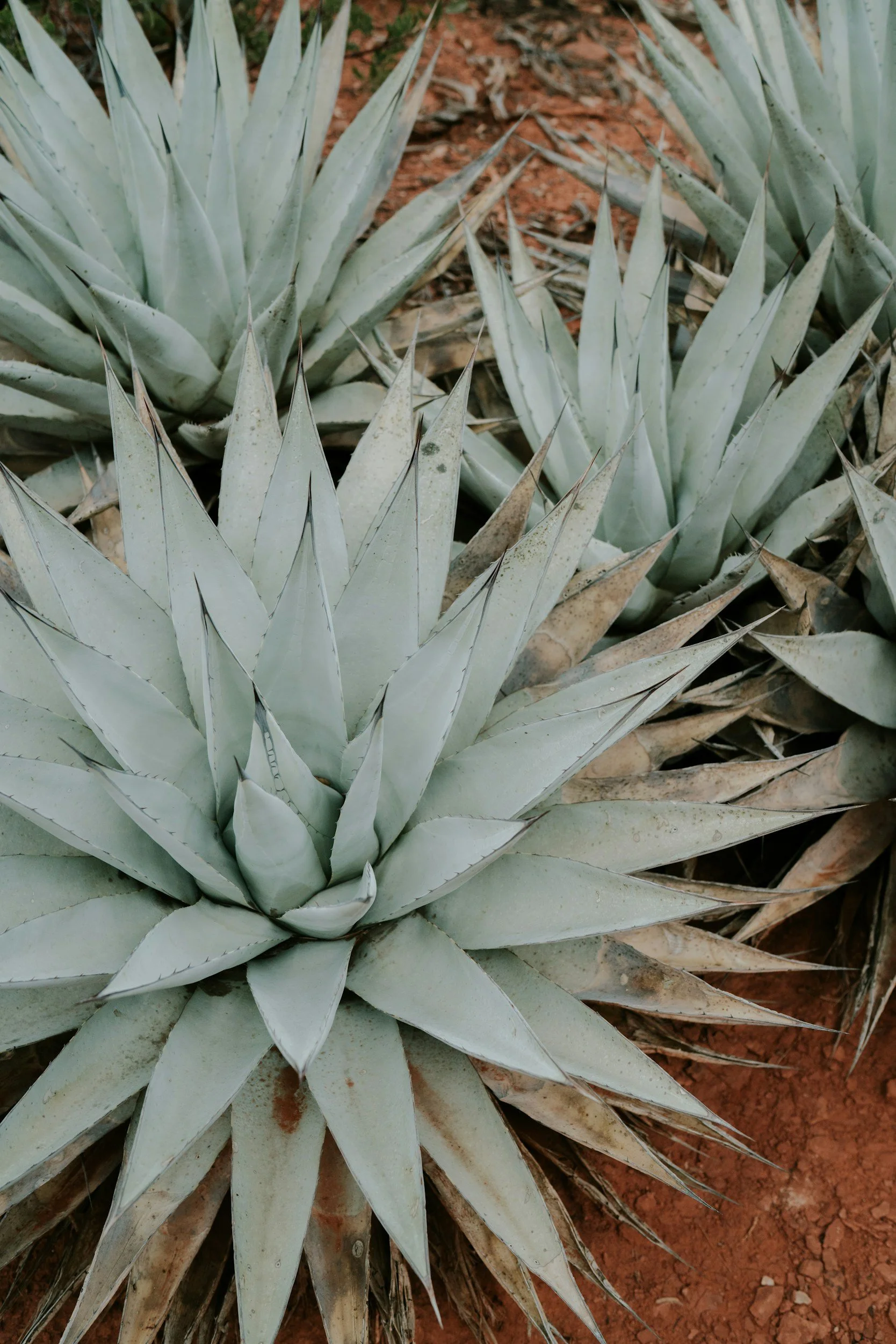 experience a psychic reading in sedona at our sedona day spa while on vacation