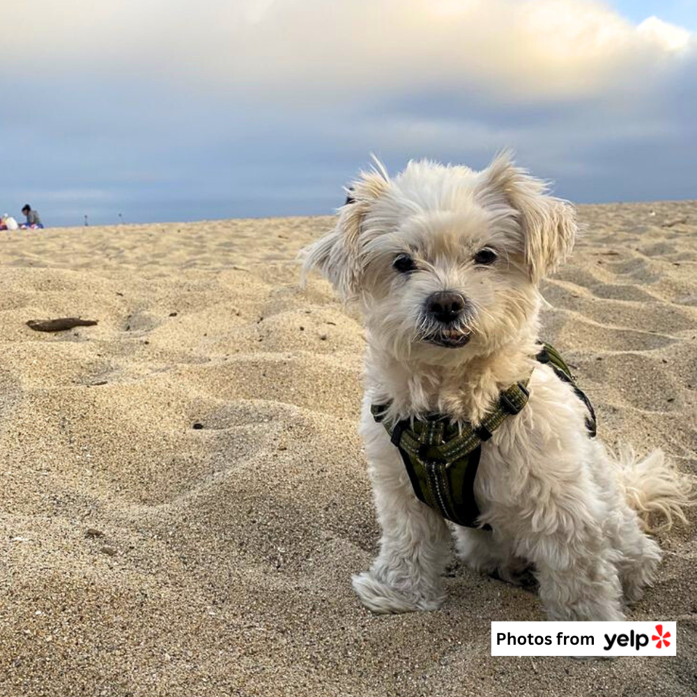 Seabright State Beach 2.png