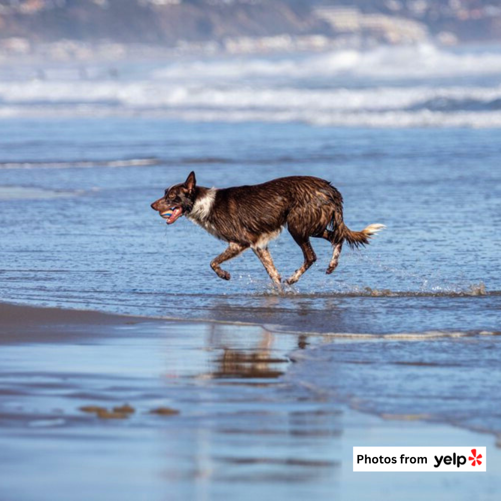 MANRESA STATE BEACH 2.png