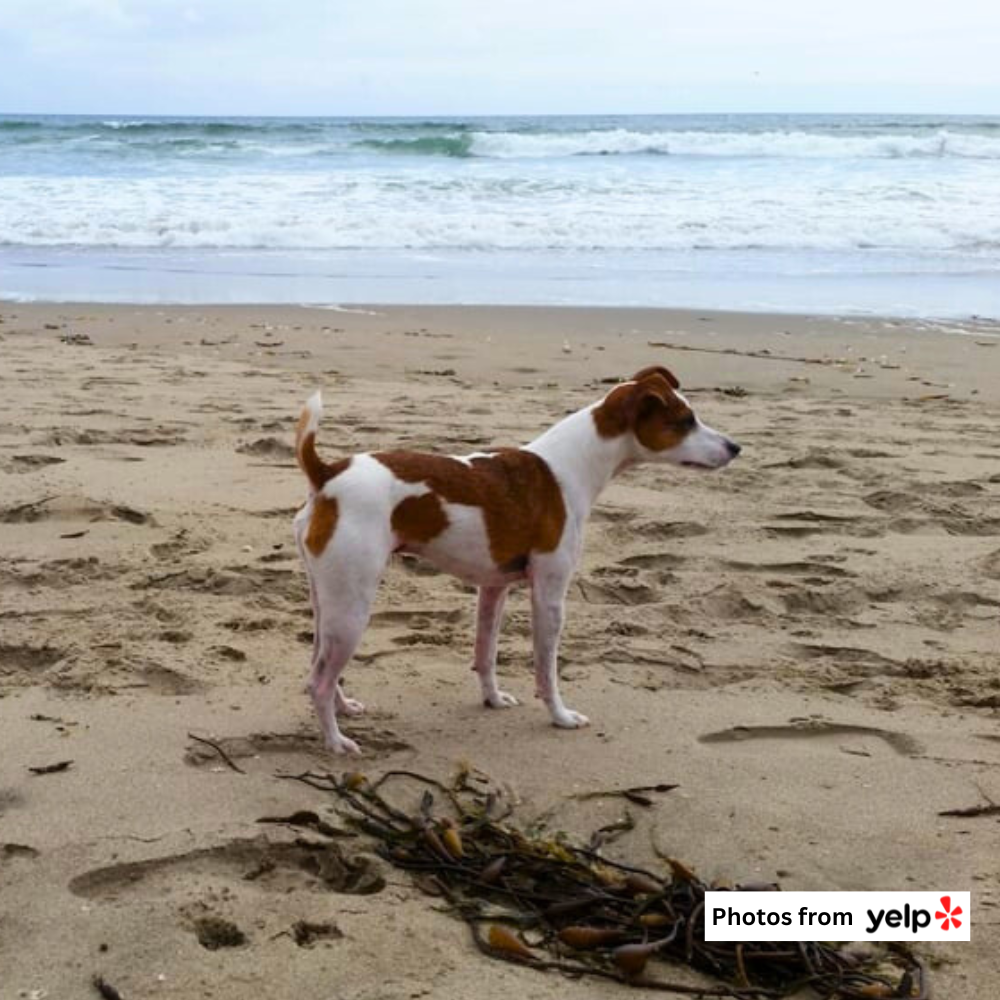 MANRESA STATE BEACH 3.png