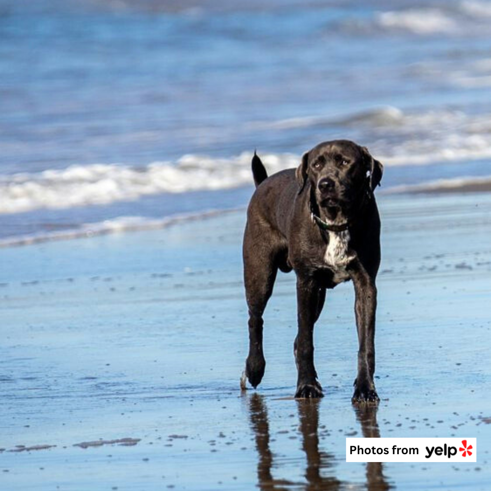 MANRESA STATE BEACH 4.png