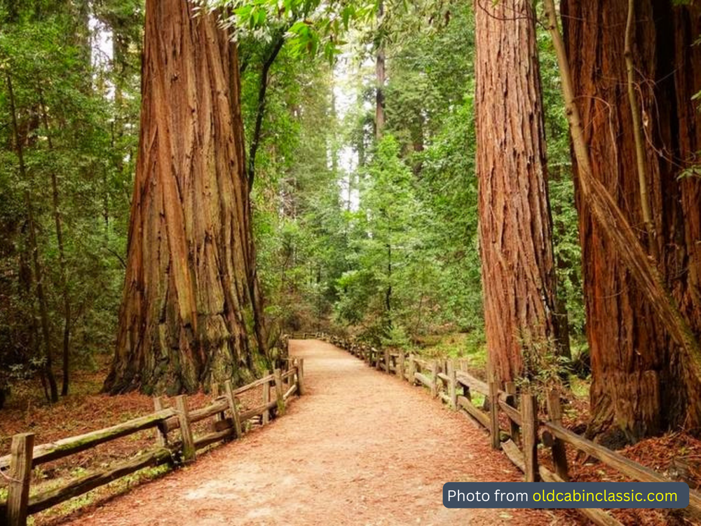 Henry Cowell State Park 1.png