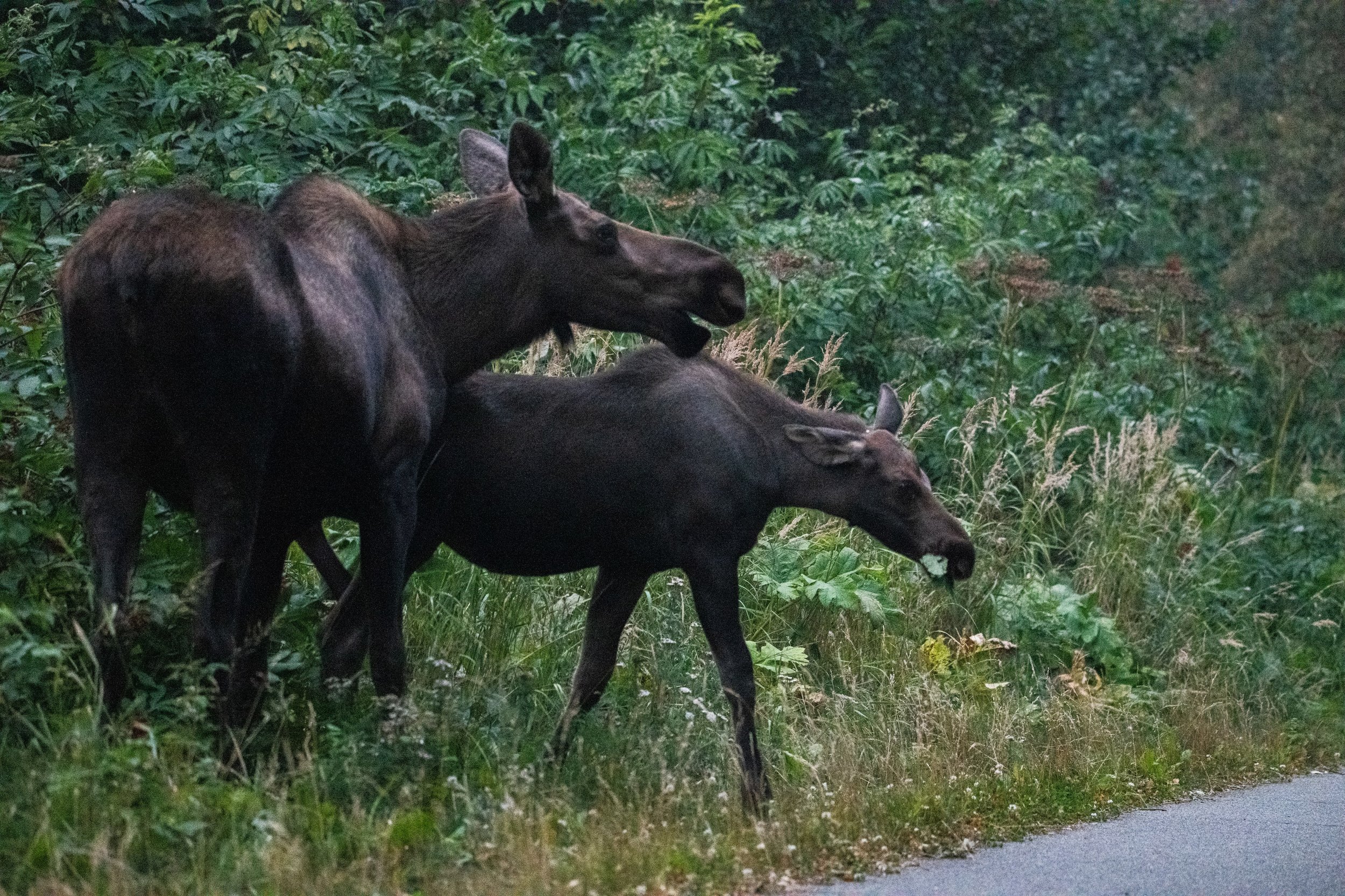 Moose