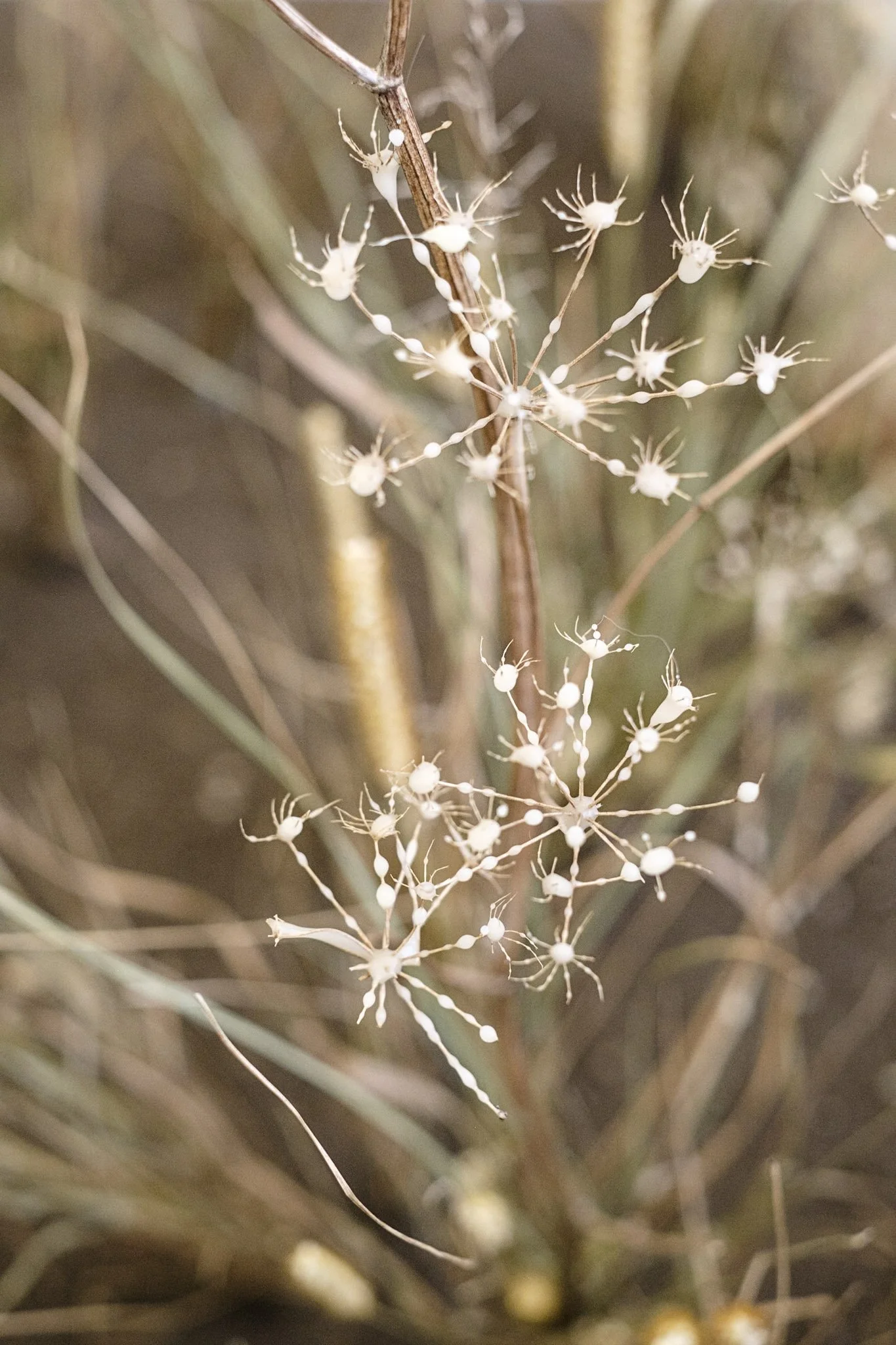 DSCF9622.jpg