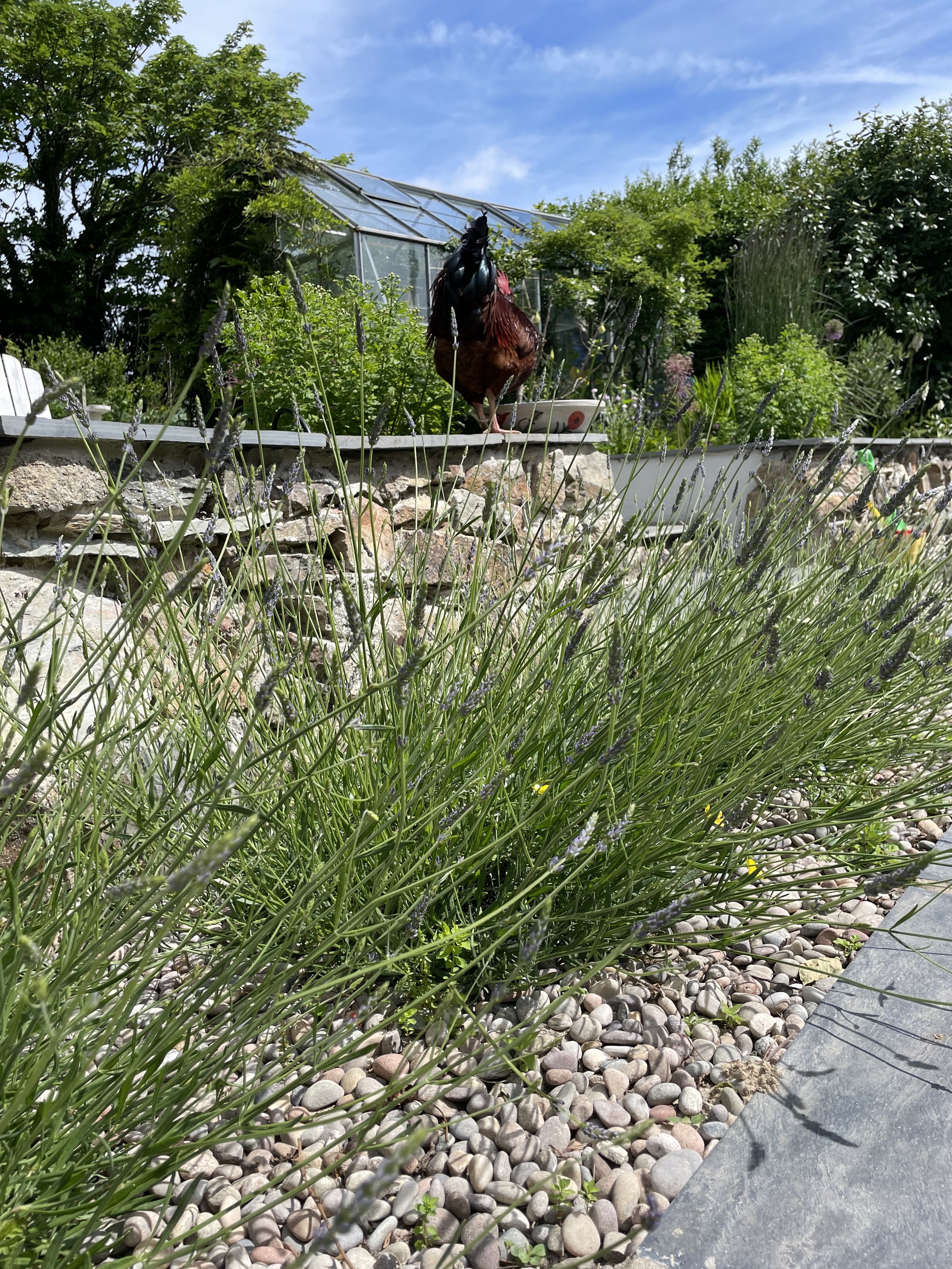 Close-up view of lavender plants growing in a garden with a stone border, with a model horse on a raised platform in the background, a greenhouse, greenery, and a partly cloudy sky.