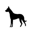 Standing-Lean-Dog-IMG020
