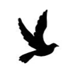 Dove-IMG011