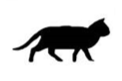 Standing-Cat-IMG009