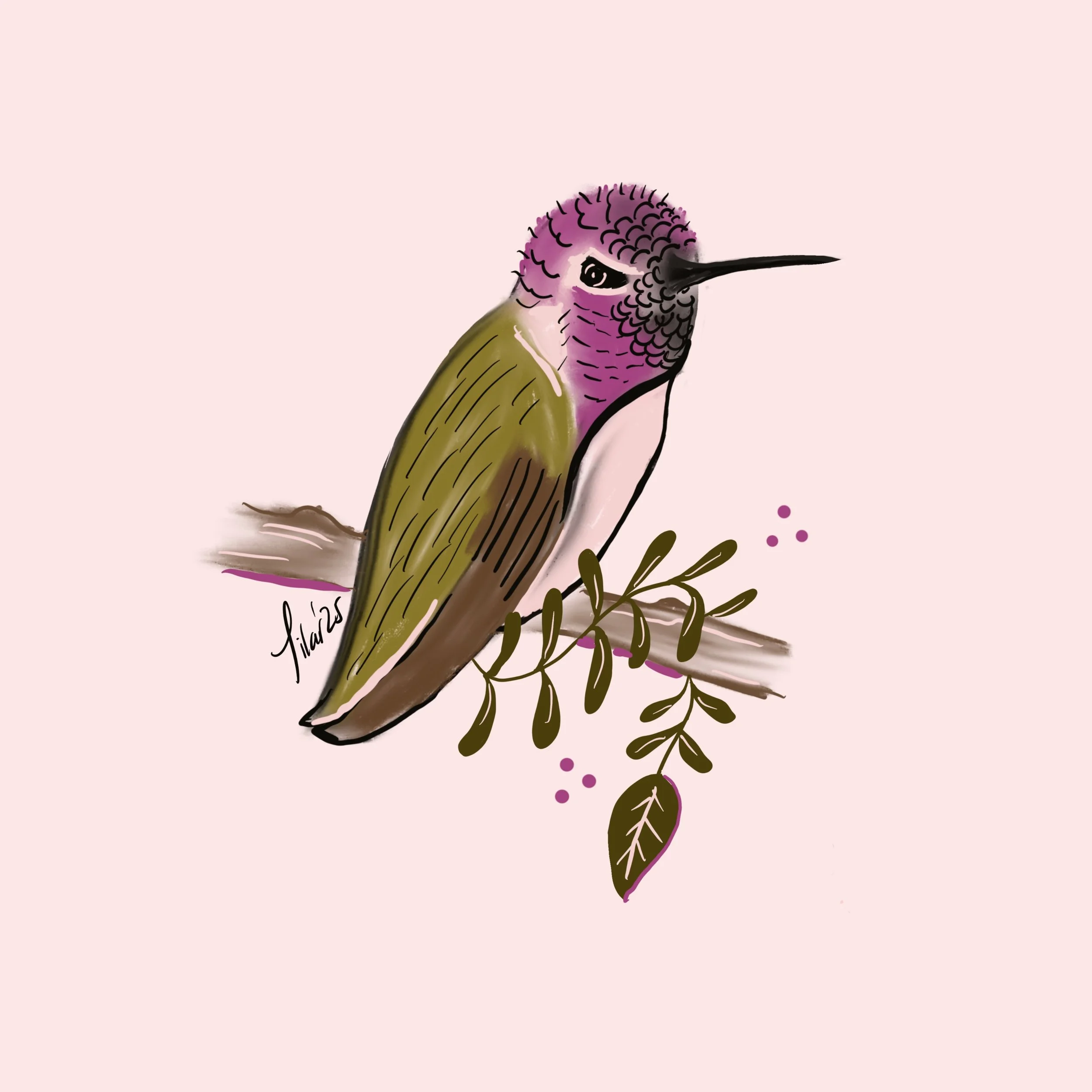 Costa Hummingbird