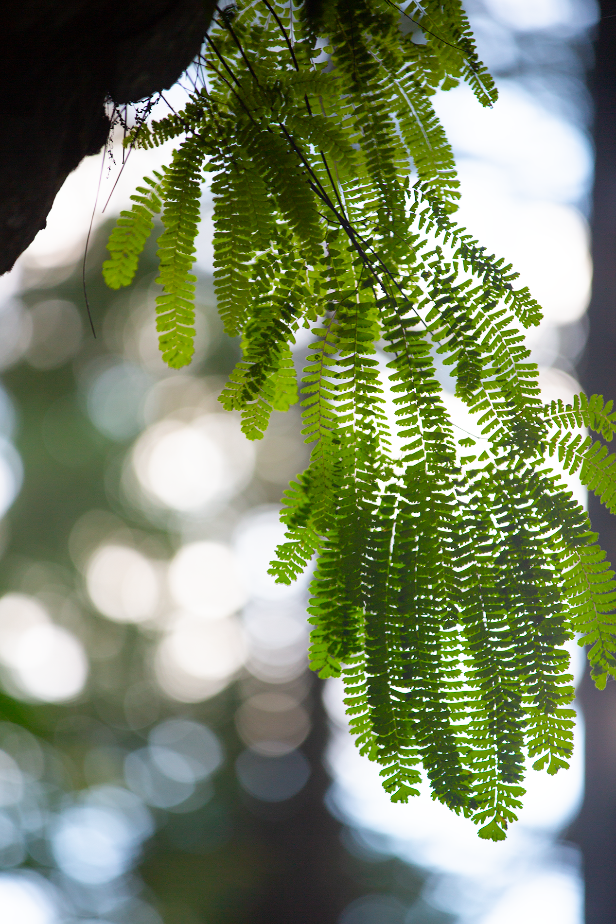 Fern Hanging Down Snall.png