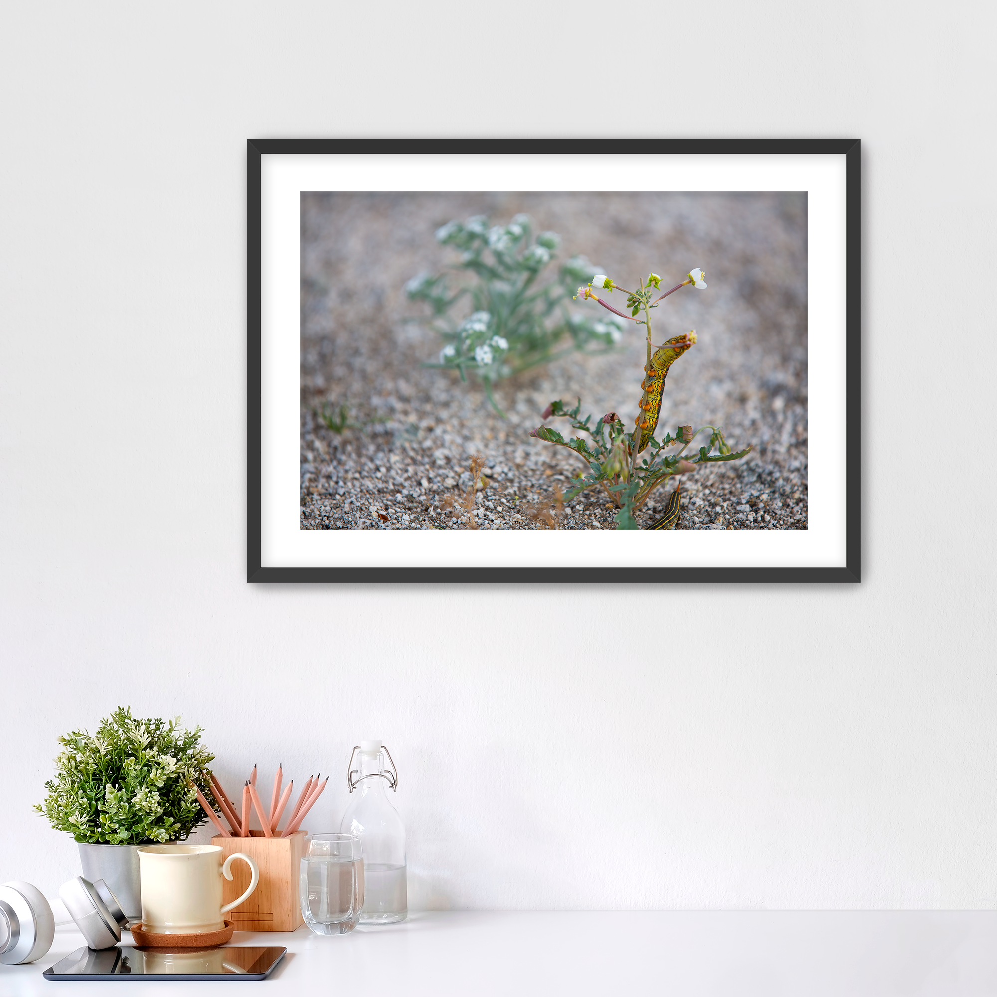 Sphinx Moth Caterpillar 3x2 Black Frame Mockup.png