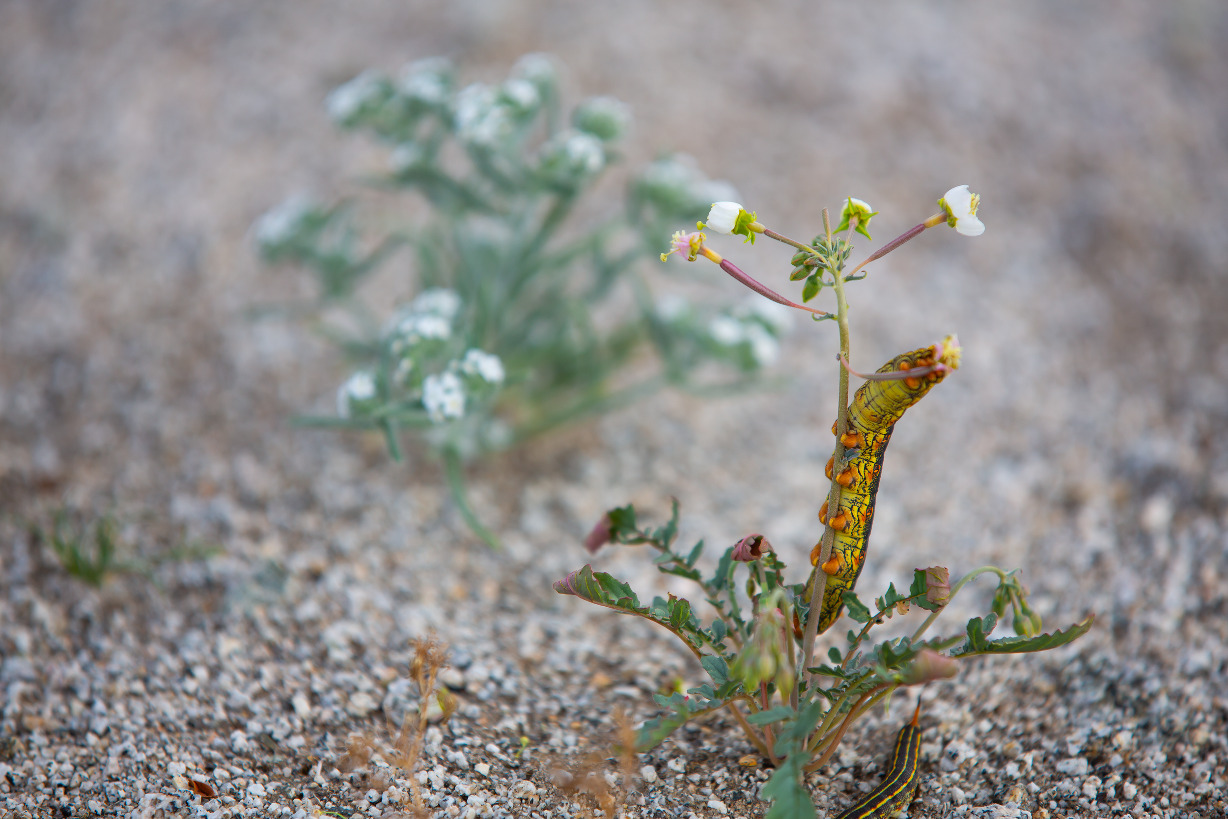 Sphinx Moth Caterpillar 3x2 Small.png